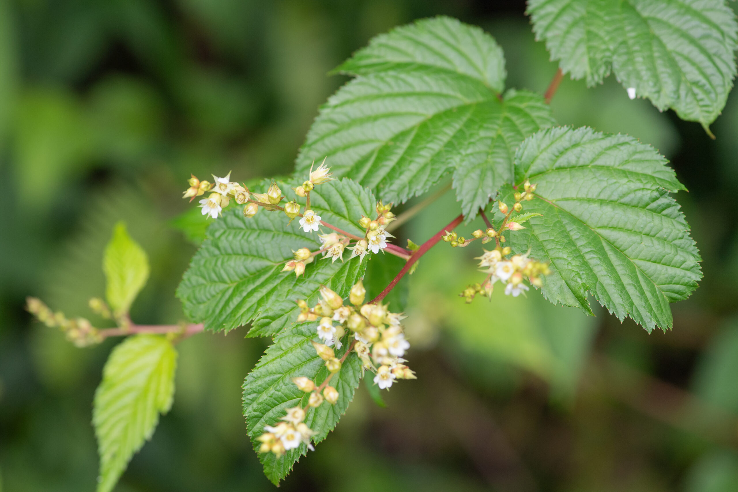 Neillia thyrsiflora