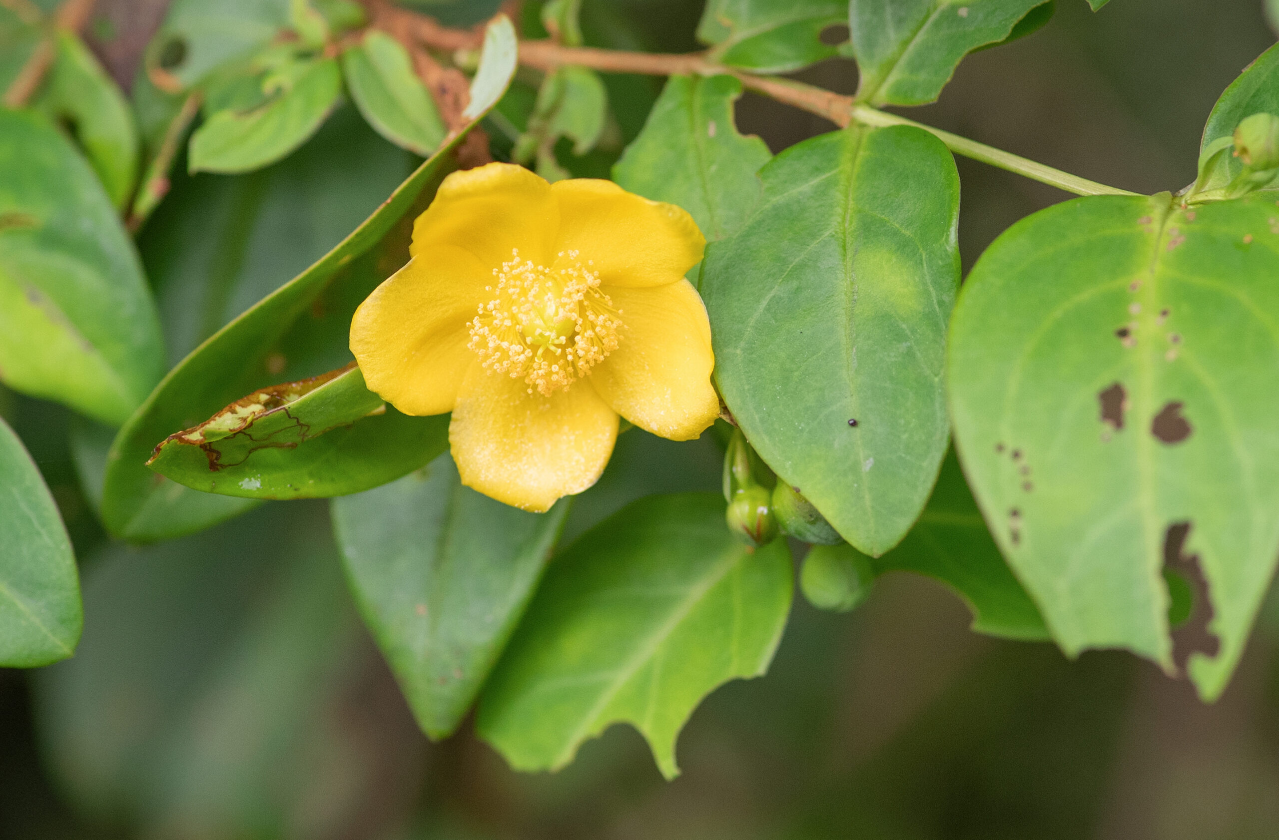 Sikkim plant (Hypericum)