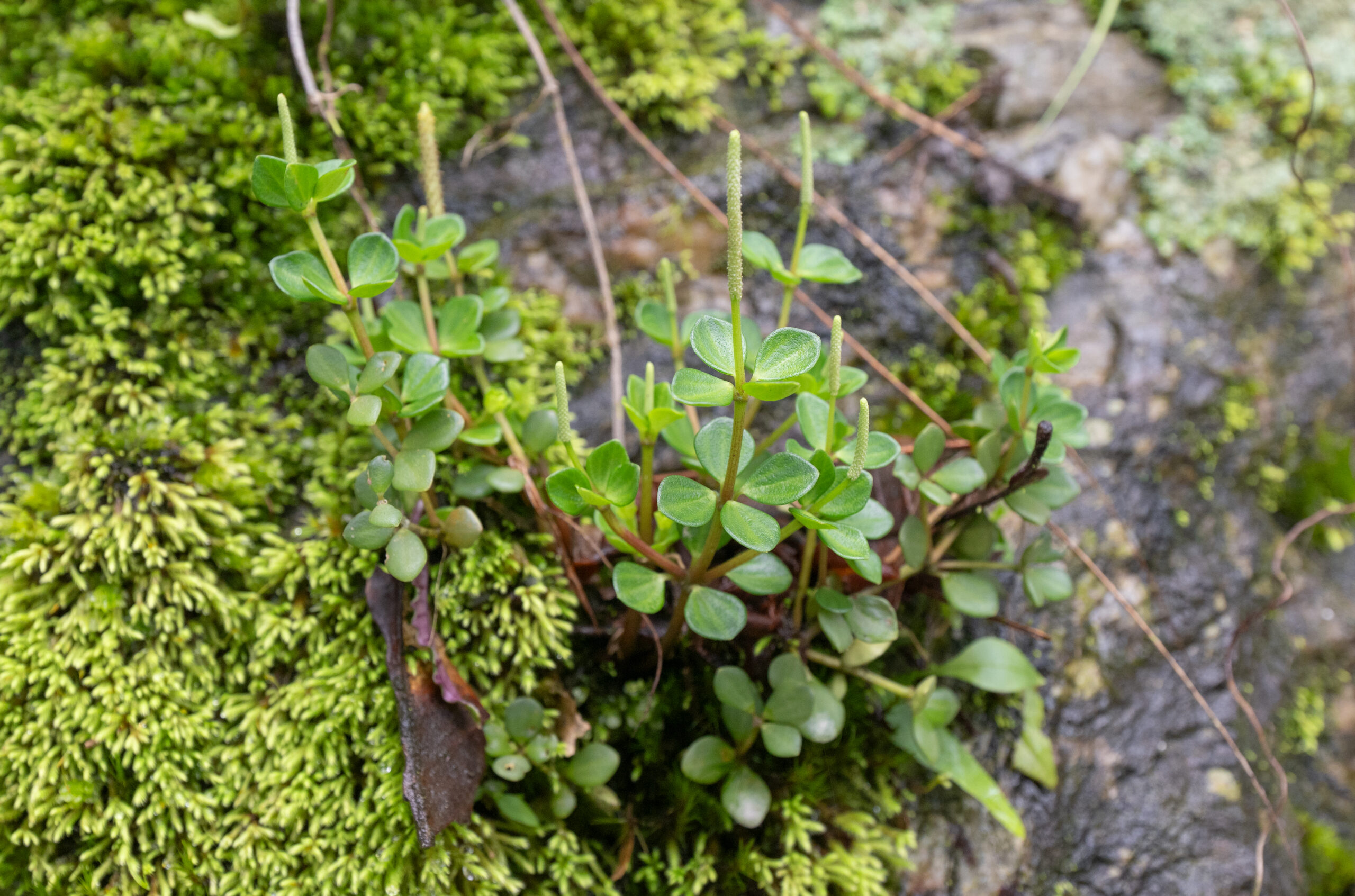 Acorn Peperomia (Peperomia tetraphylla)