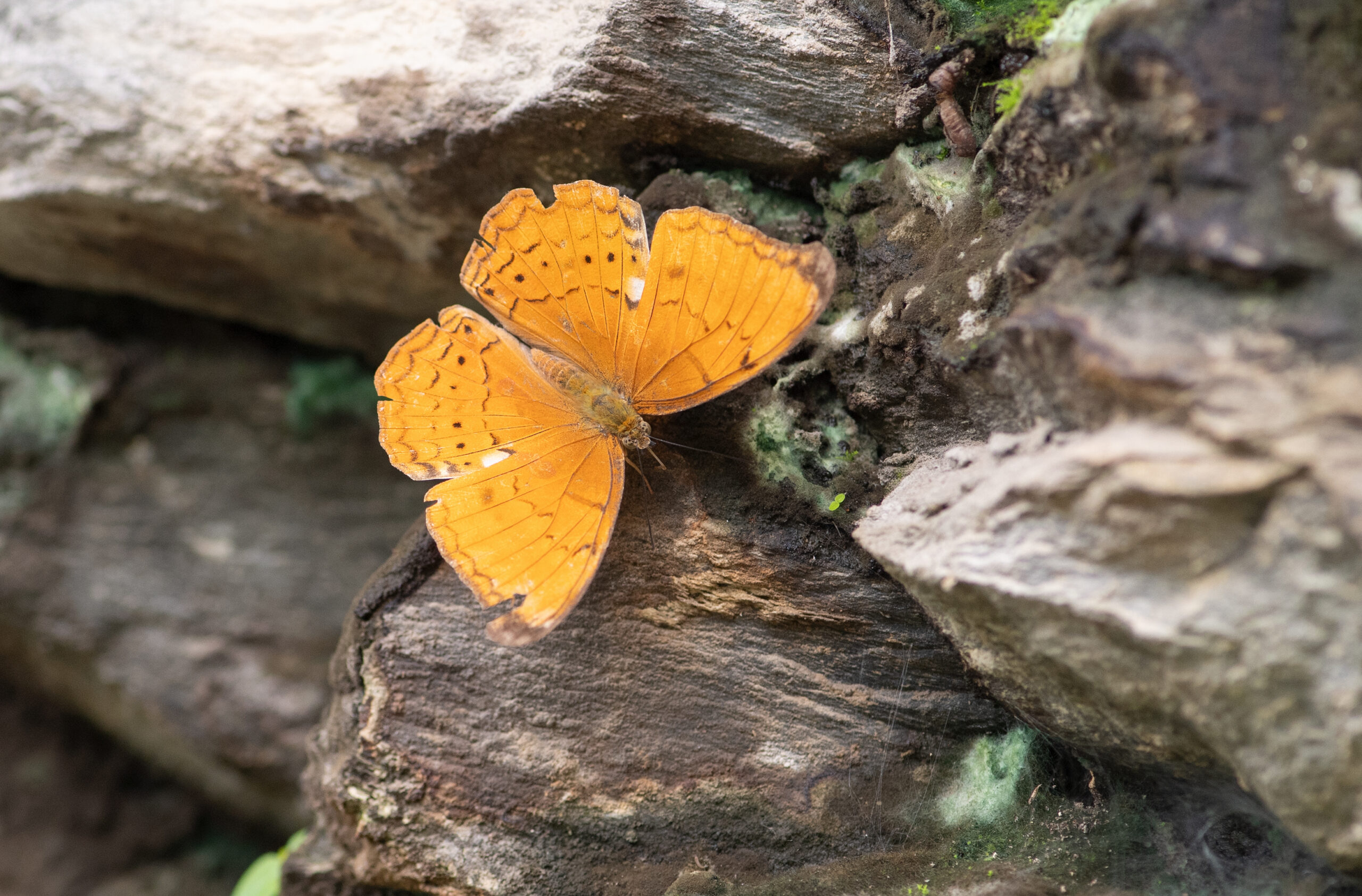 Large Yeoman (Cirrochroa aoris)