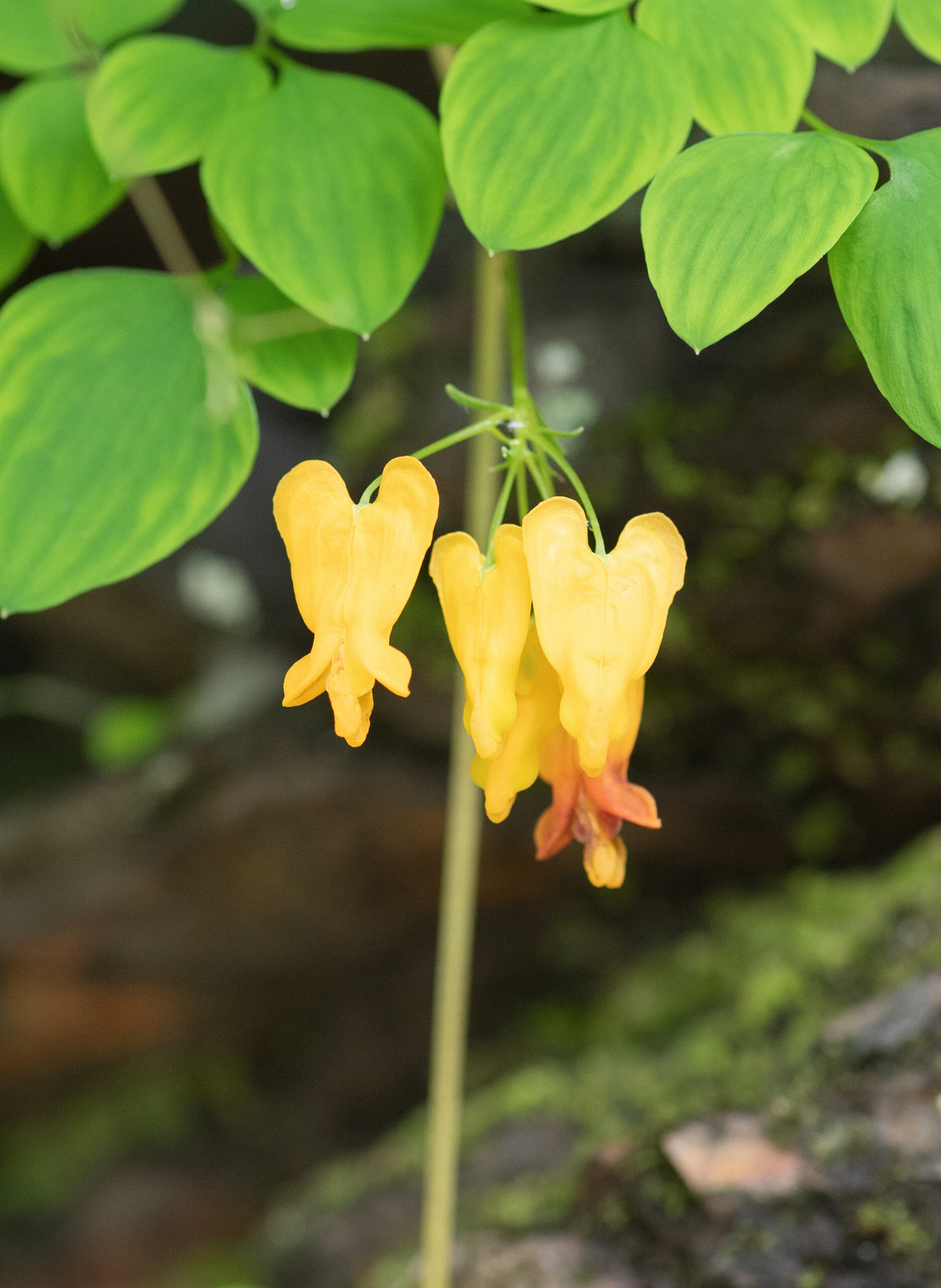Sikkim plant (Dactylicapnos)