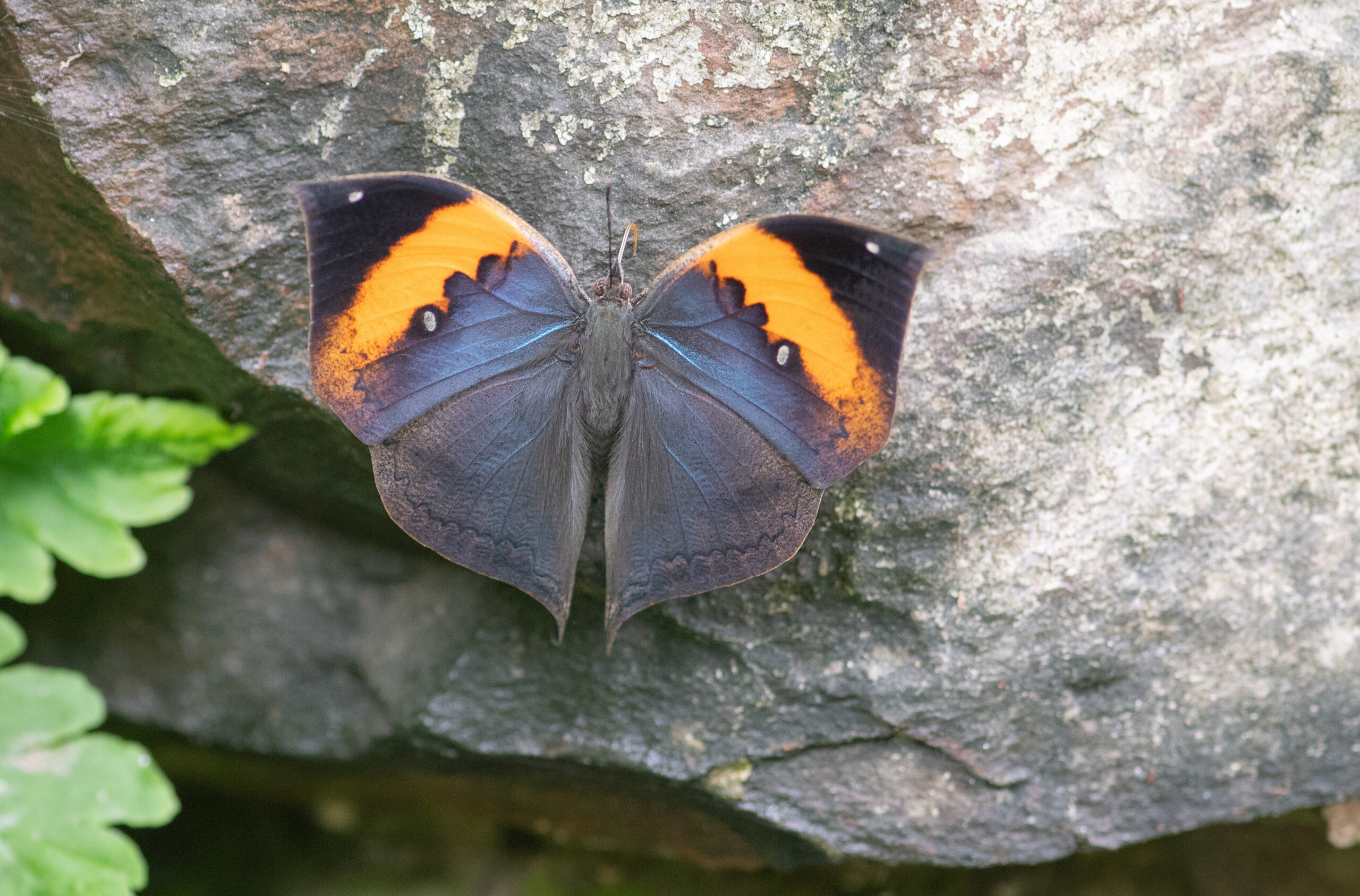 Orange Oakleaf (Kallima inachus)