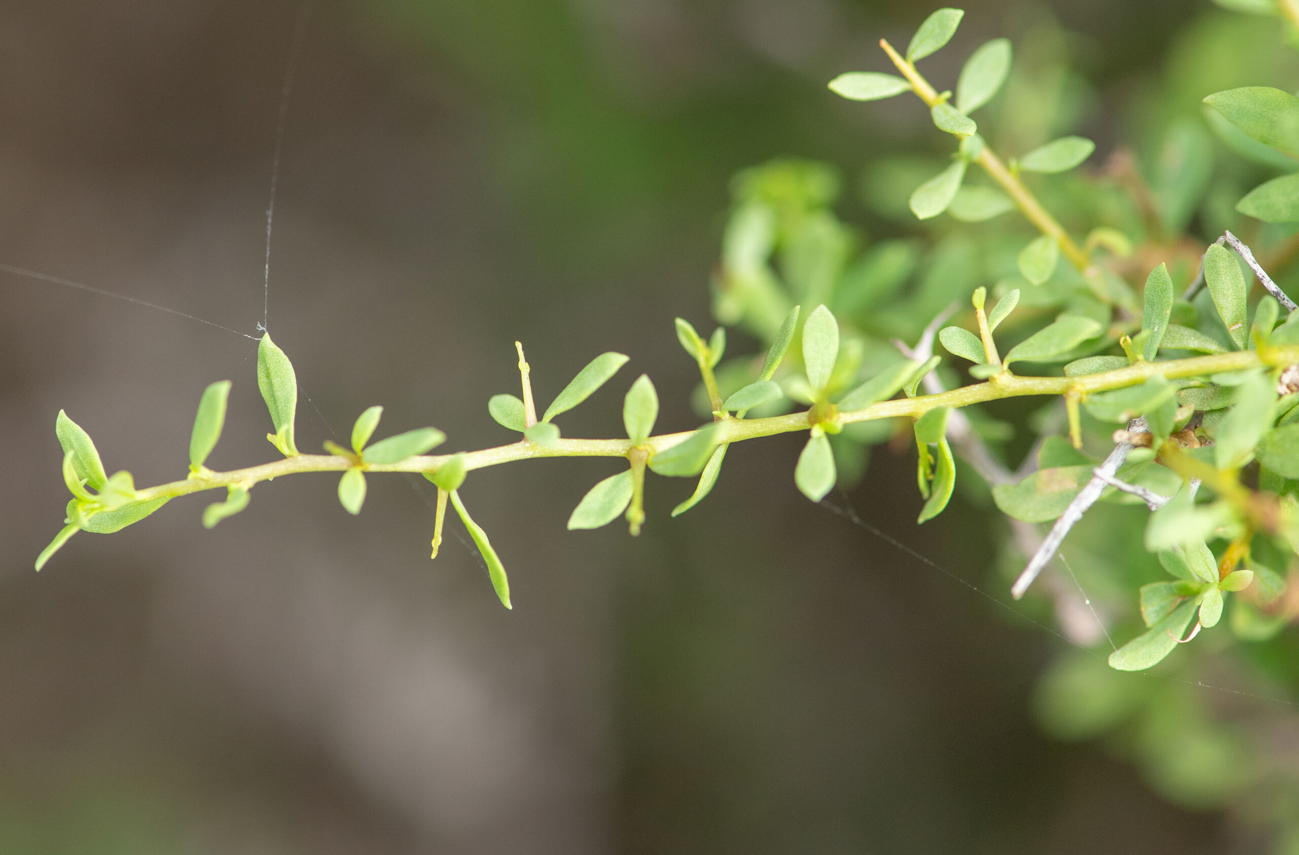 Lycium sokotranum