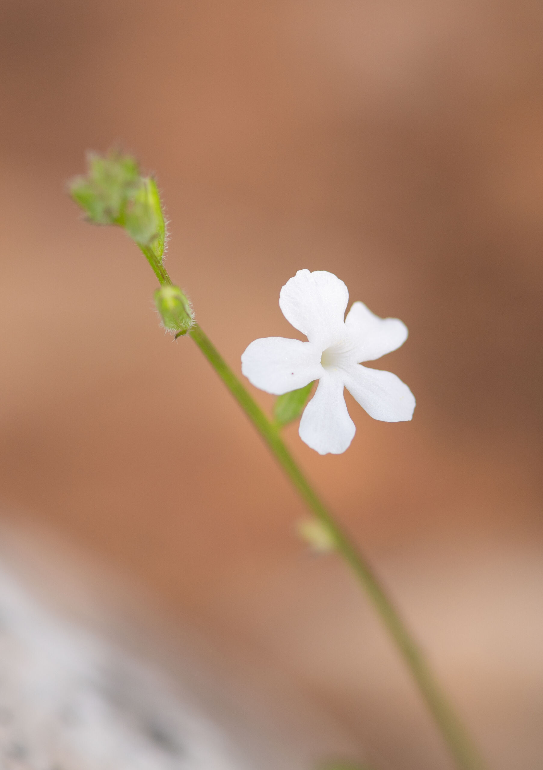 Priva socotrana