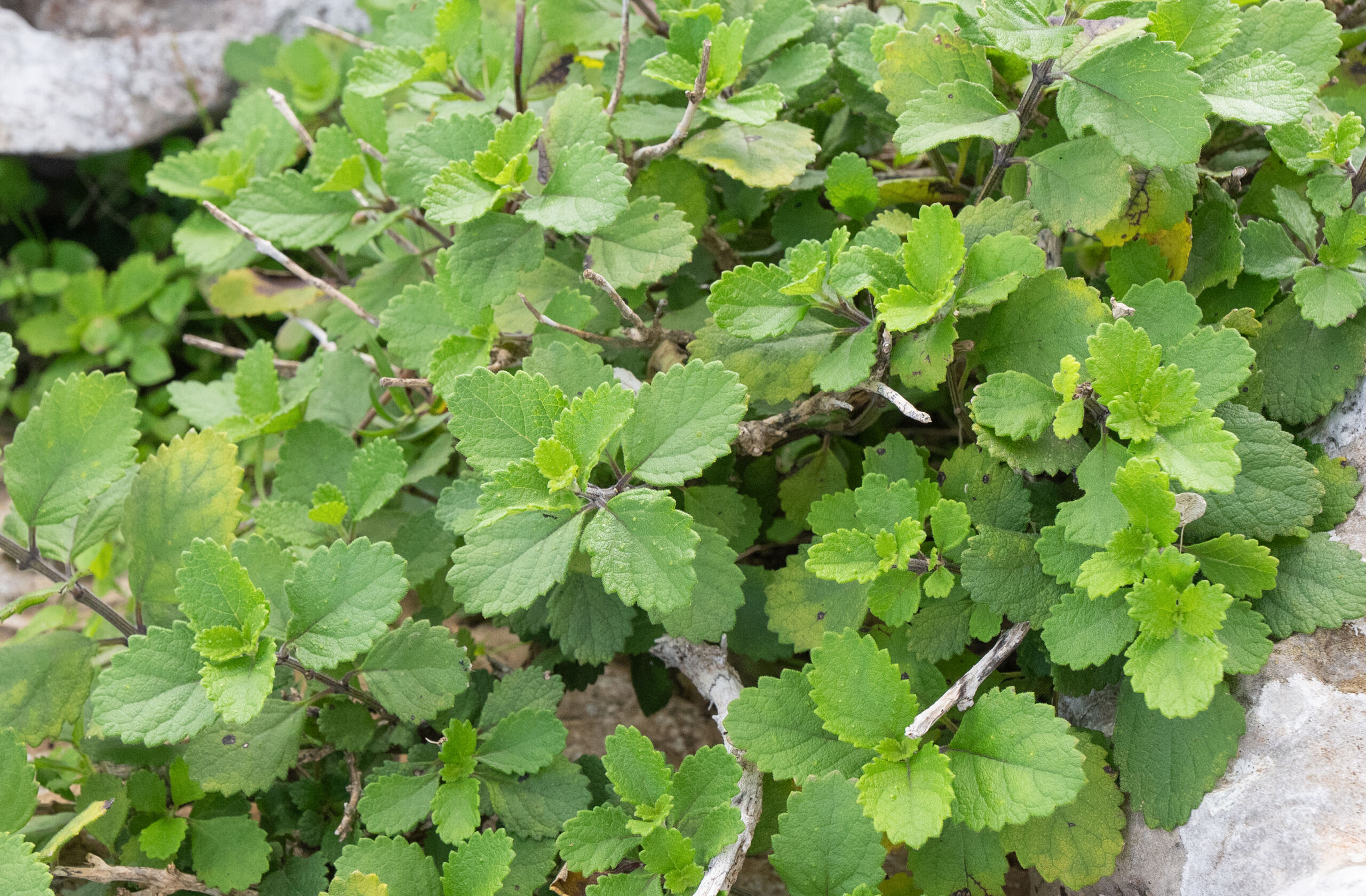 Coelocarpum socotranum