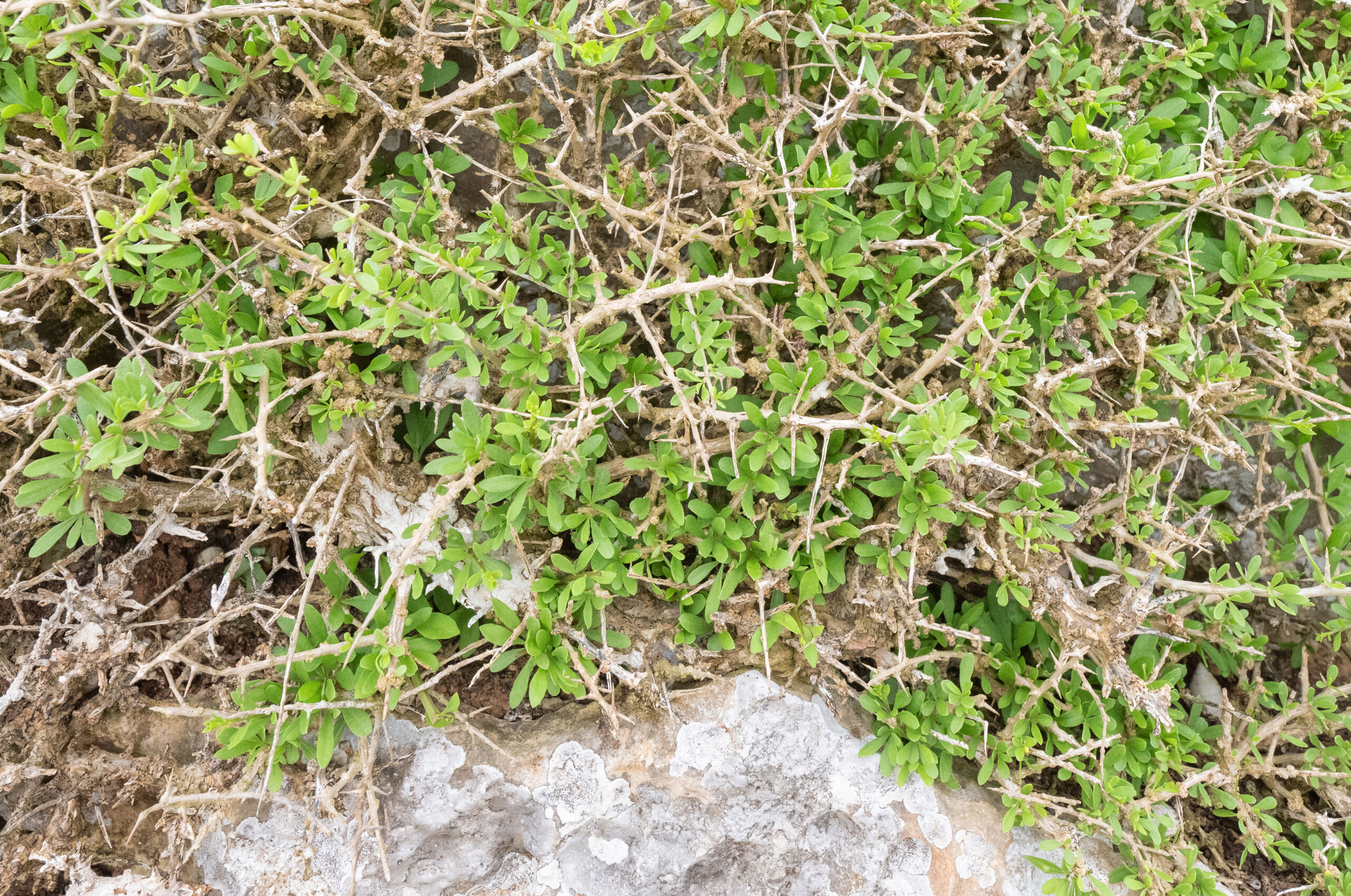 Lycium sokotranum