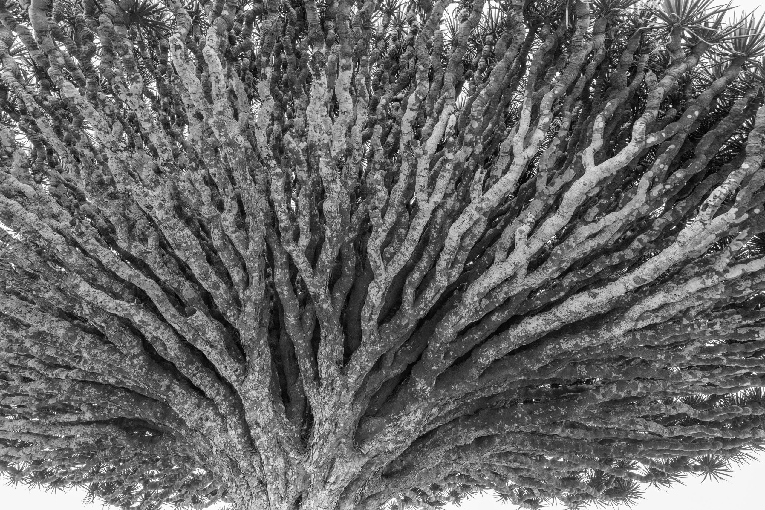 Dragon Blood Tree (Dracaena cinnabari)