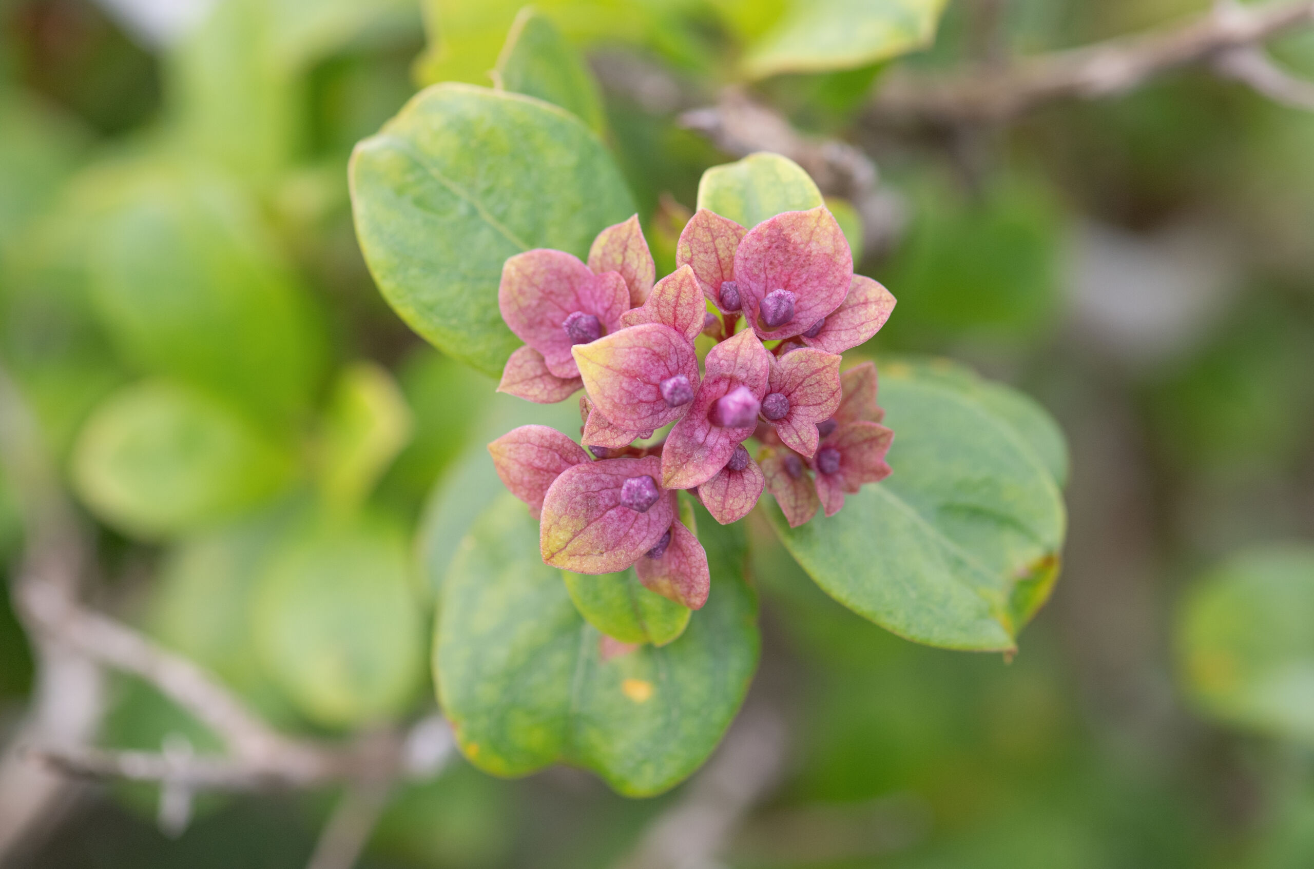 Dirichletia obovata