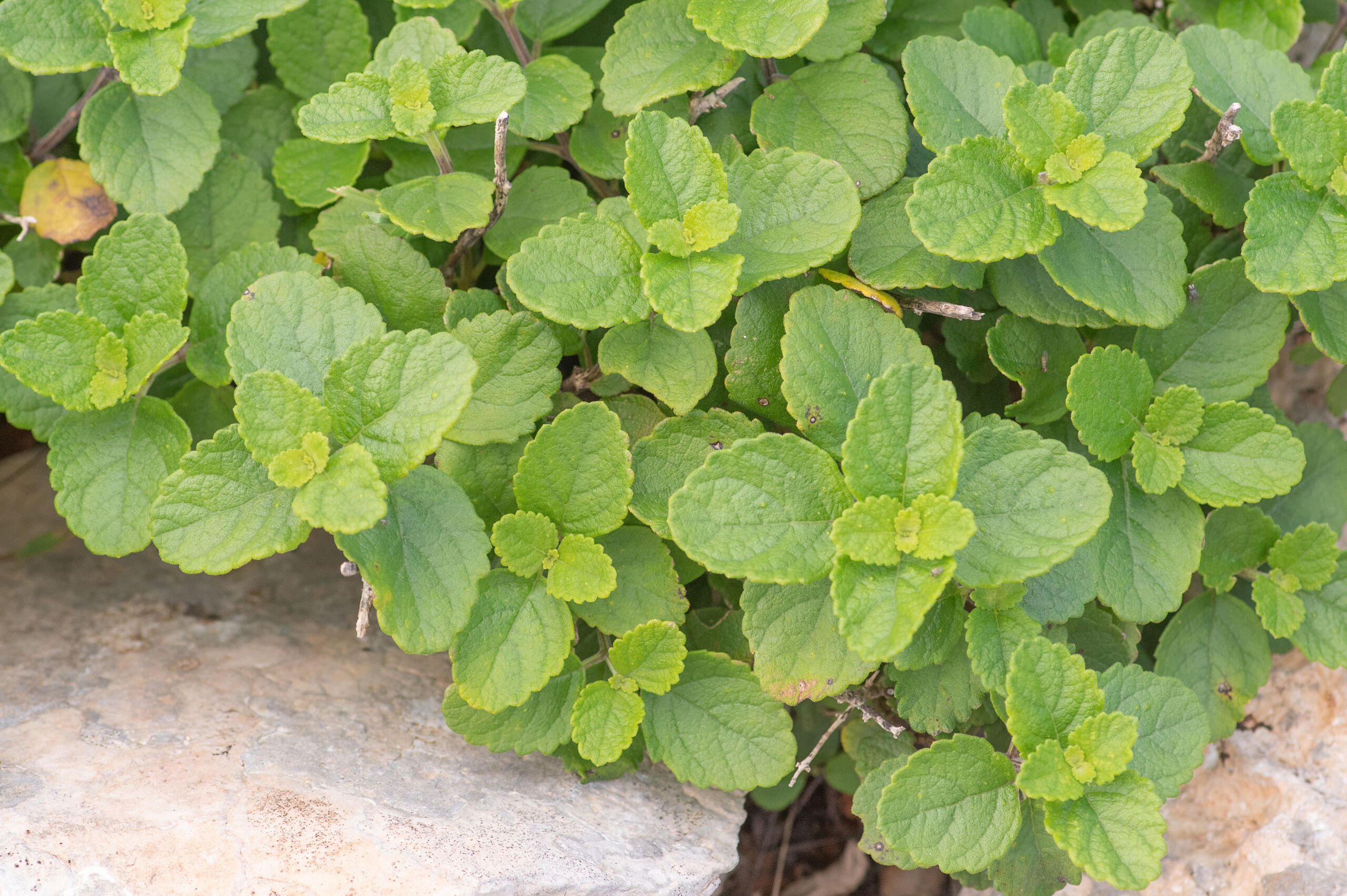 Coelocarpum socotranum