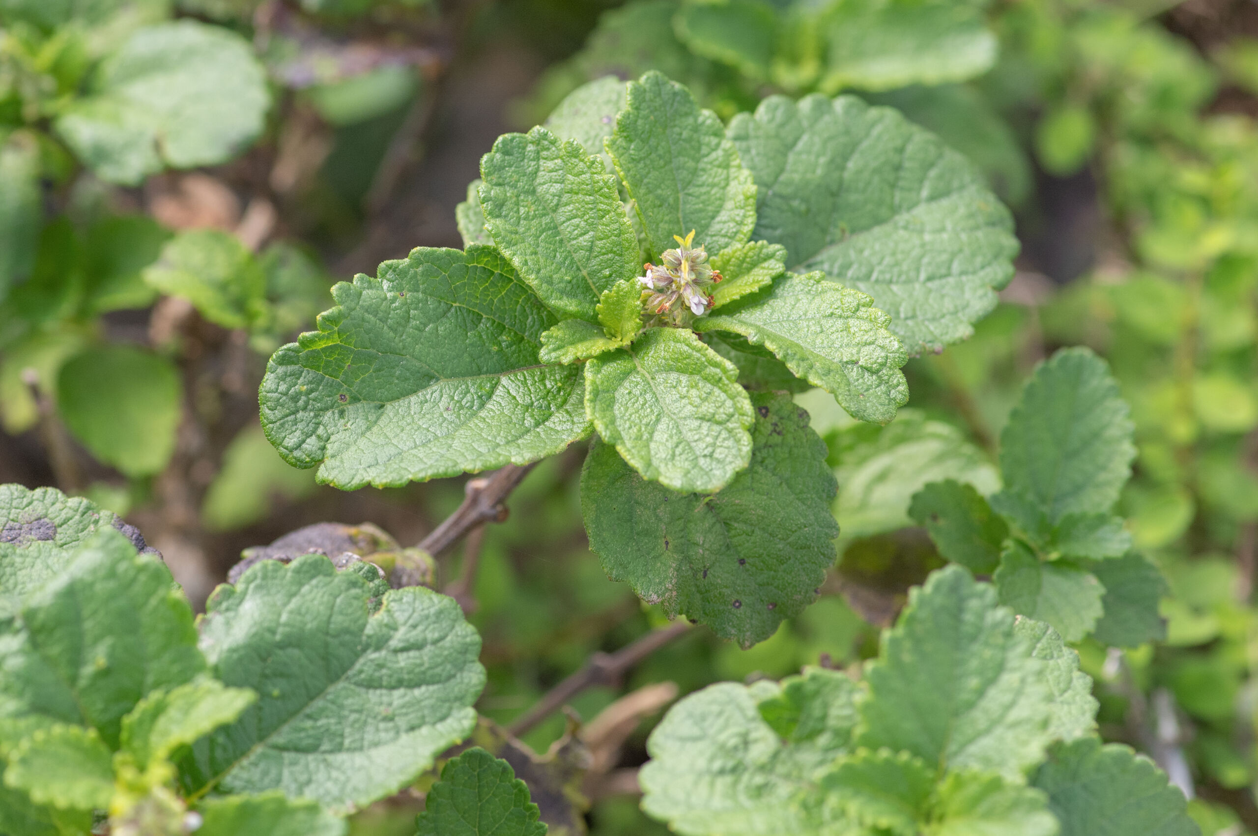 Coelocarpum socotranum