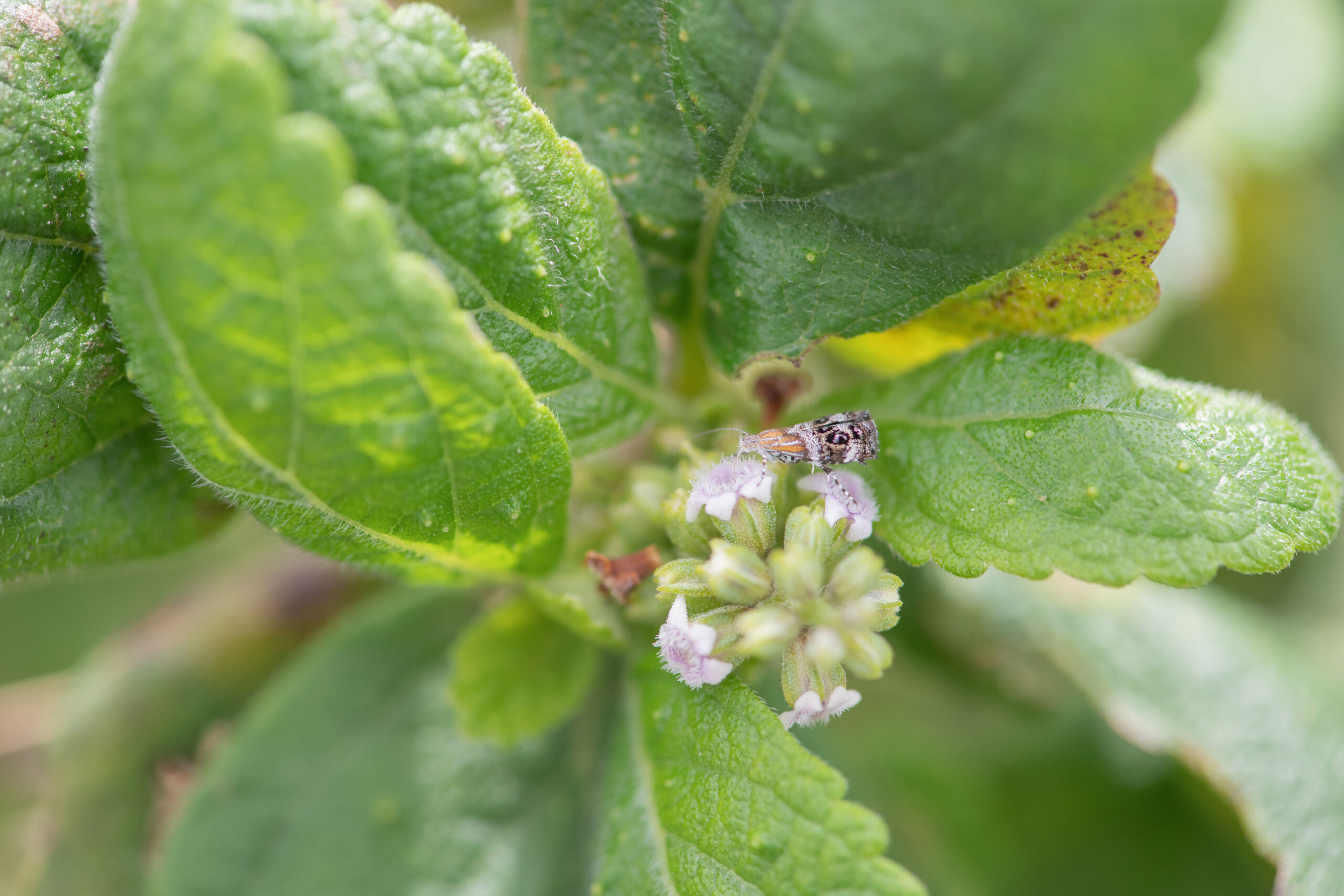Coelocarpum socotranum