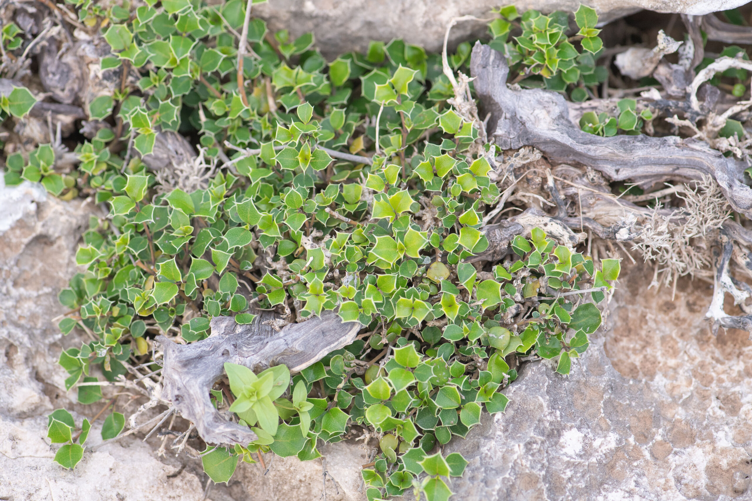 Barleria aculeata