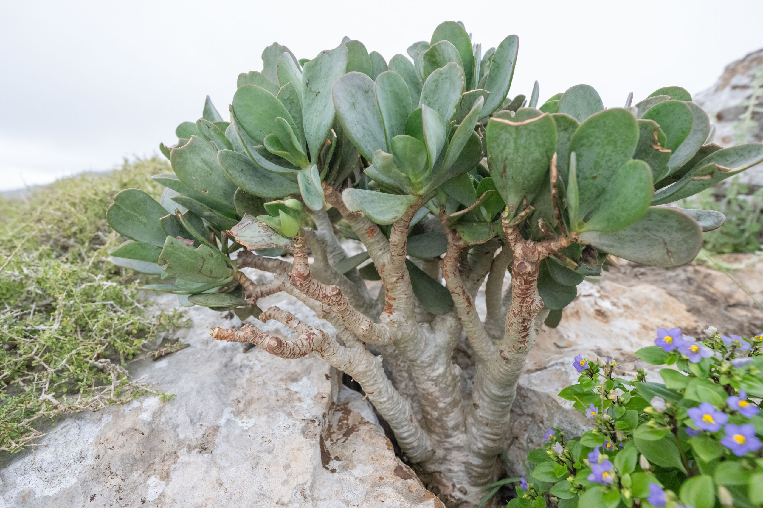 Kalanchoe robusta