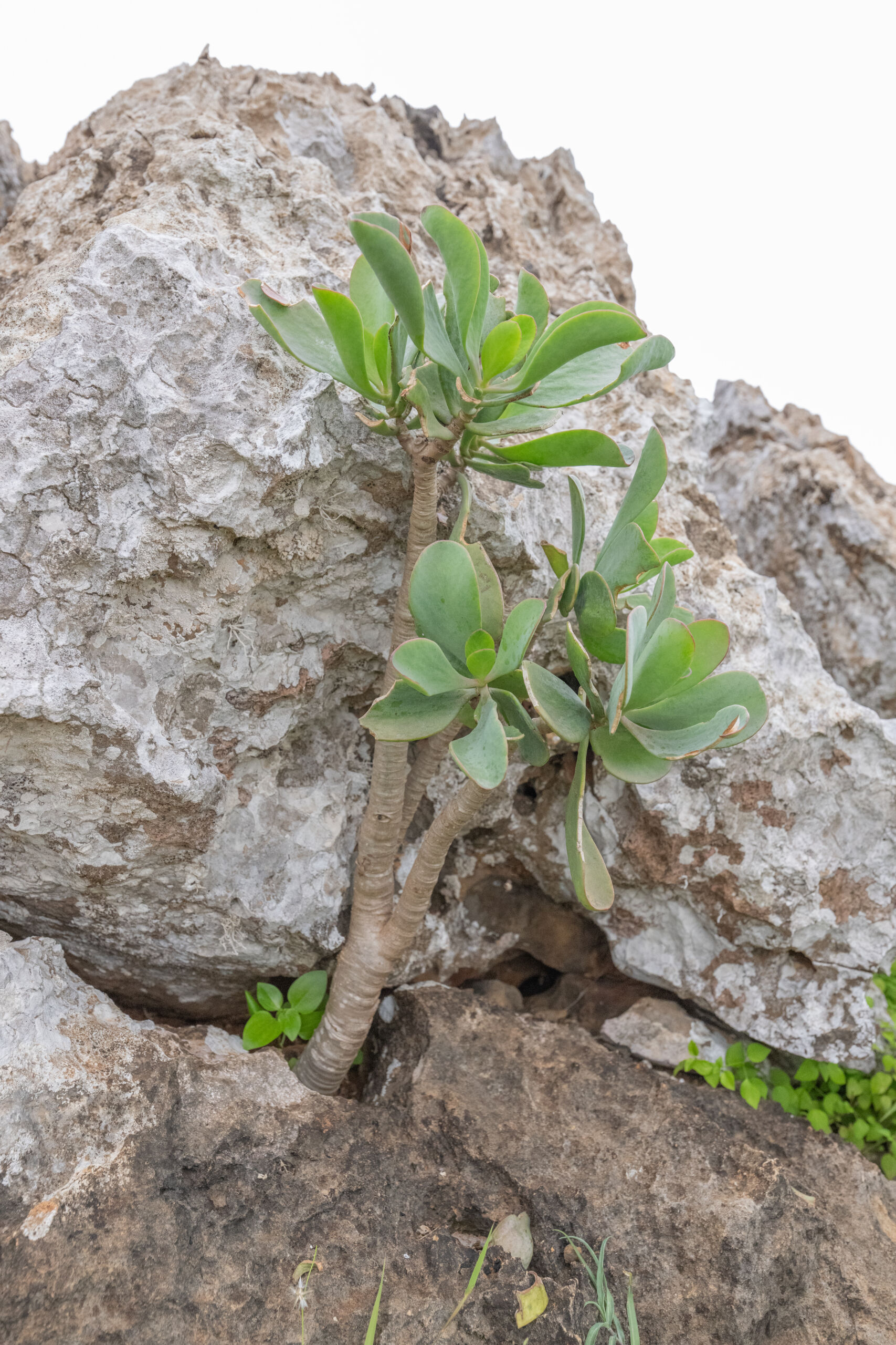 Kalanchoe robusta