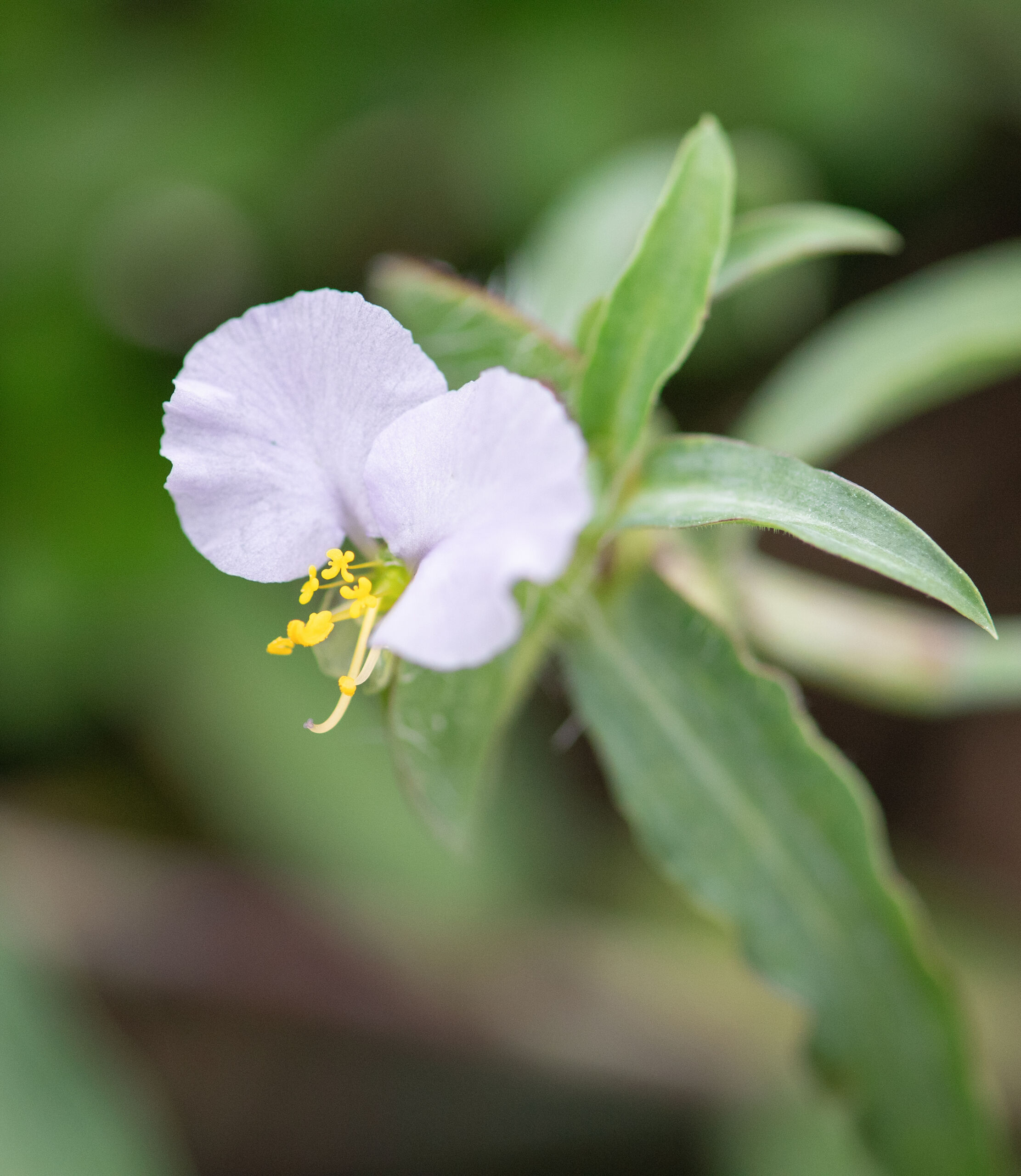 Commelina albescens