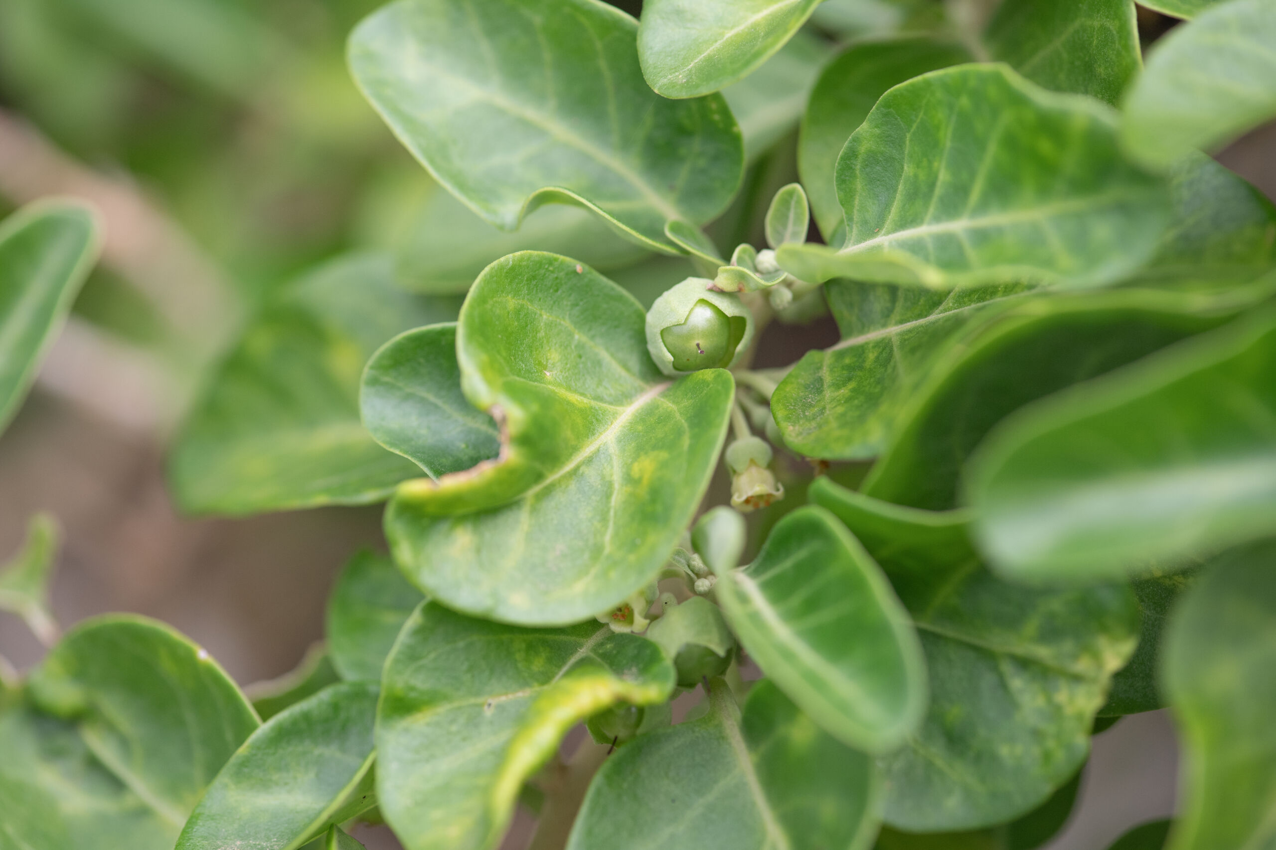 Withania adunensis