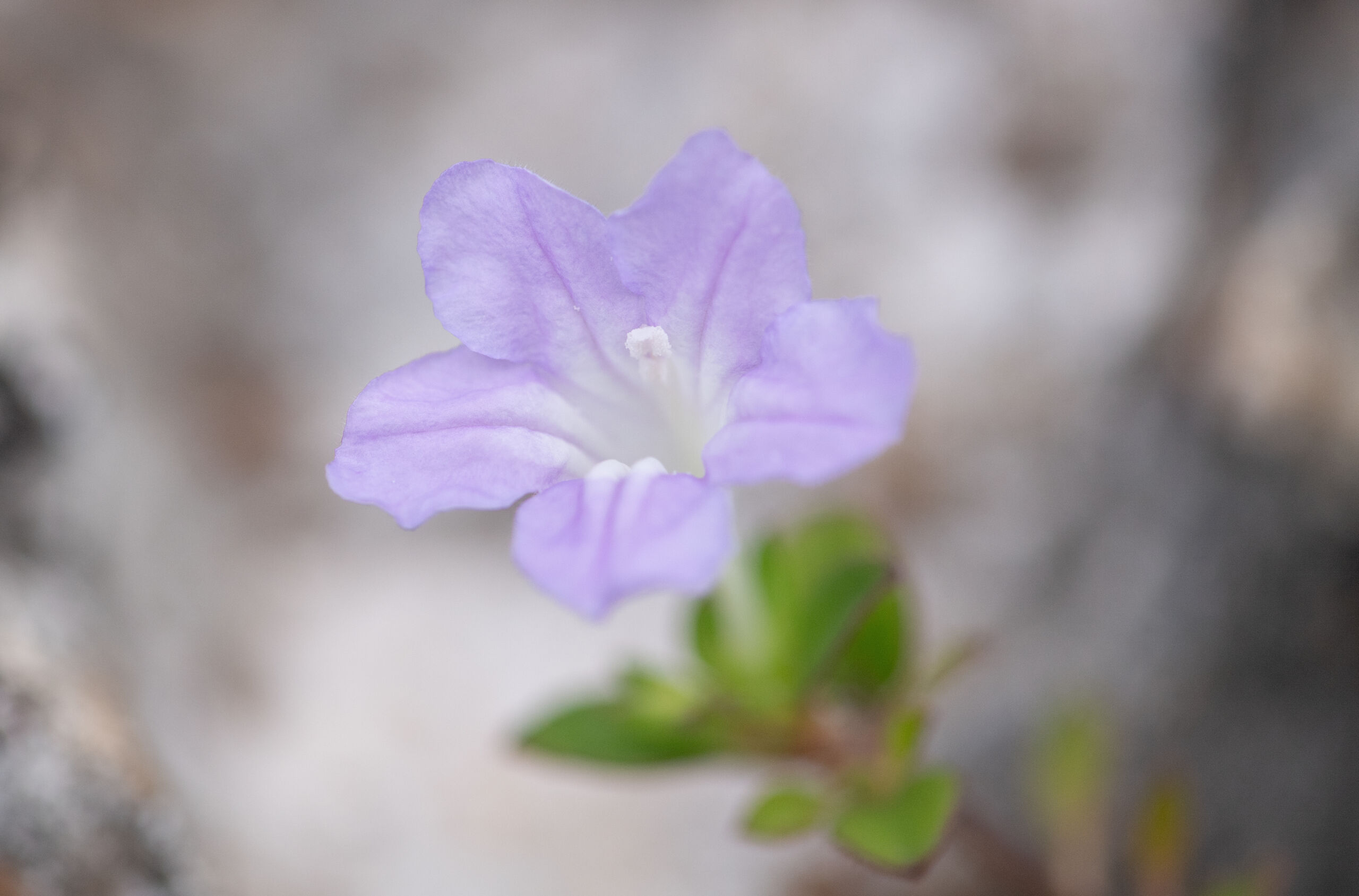 Ruellia paulayana