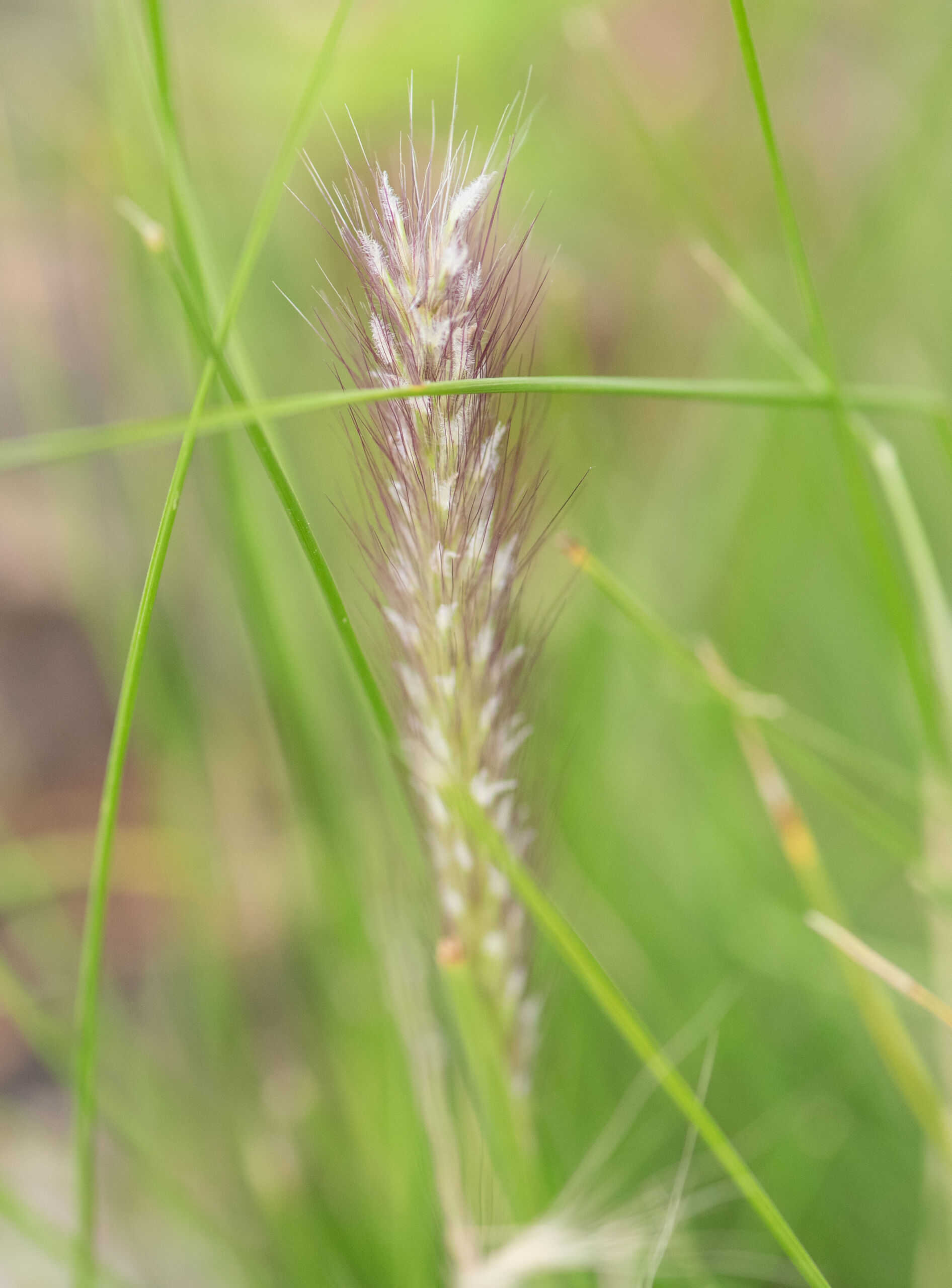 Socotra plant (Poaceae)