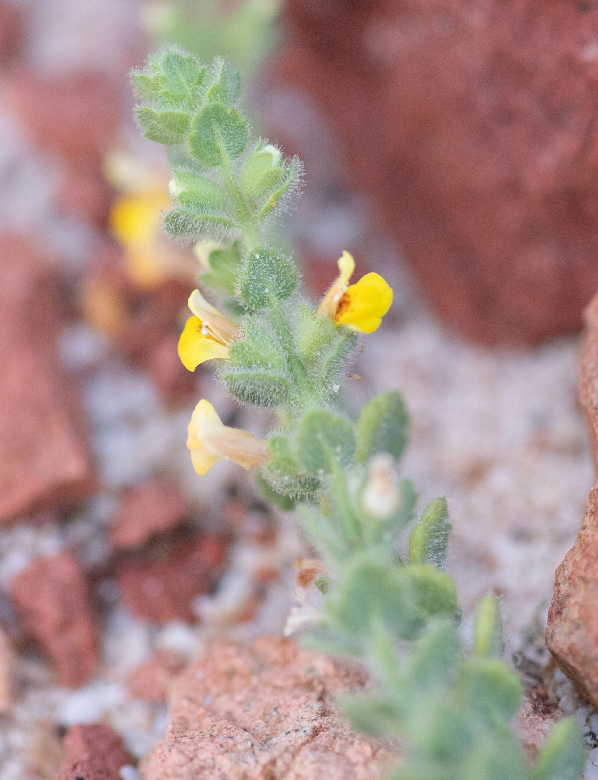 Lindenbergia sokotrana