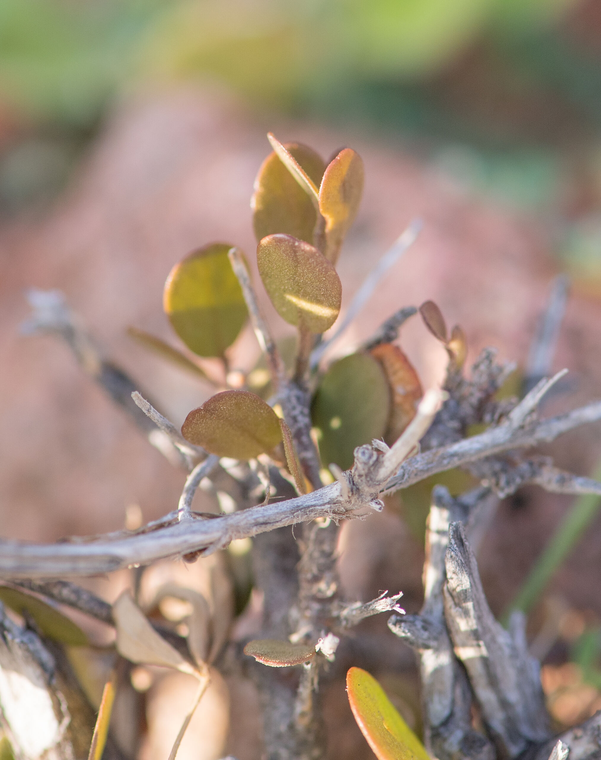 Cadaba insularis