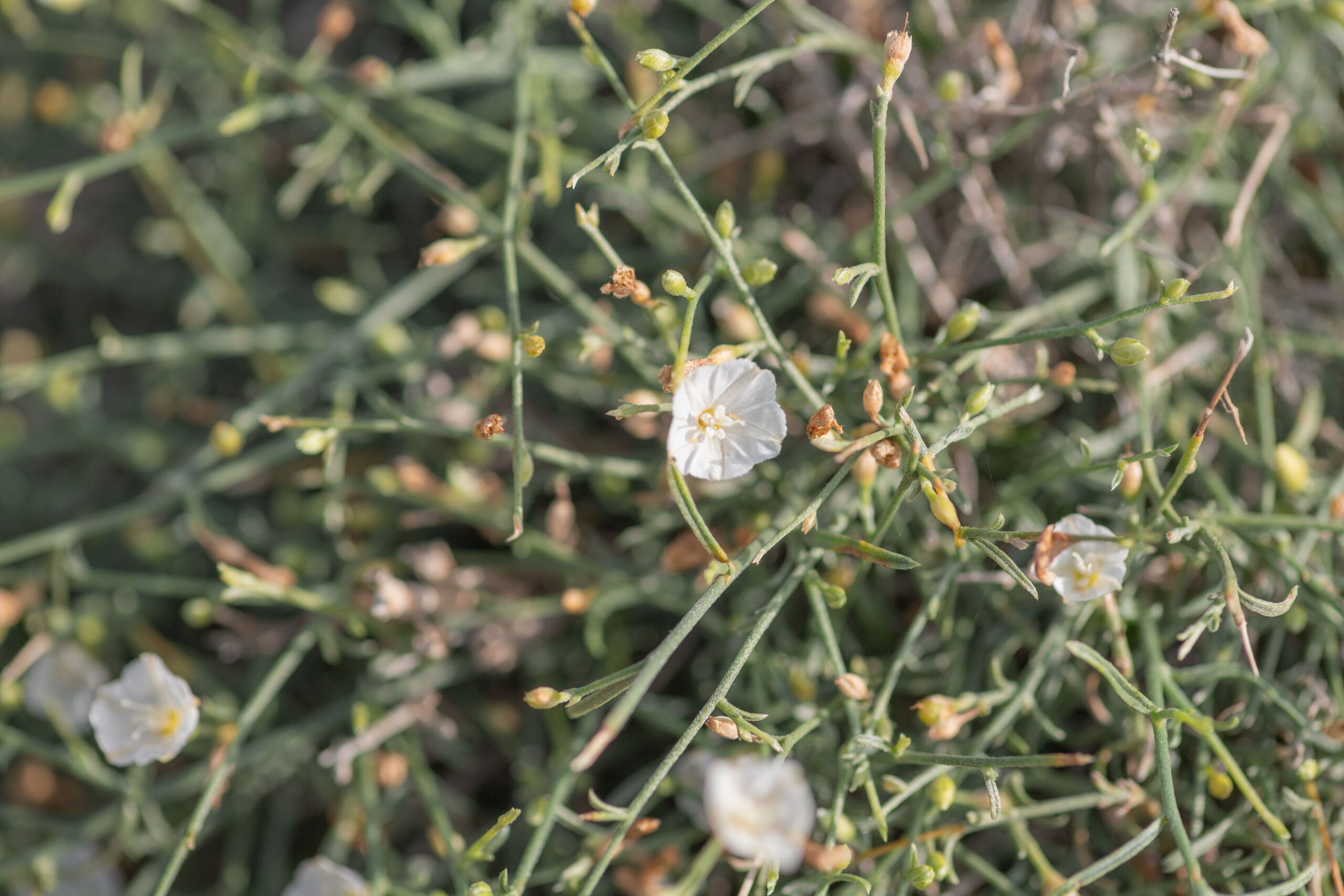 Convolvulus hildebrandtii