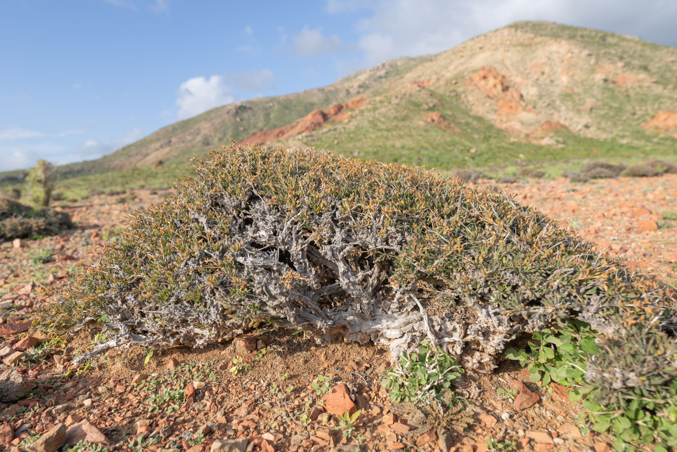 Blepharis spiculifolia