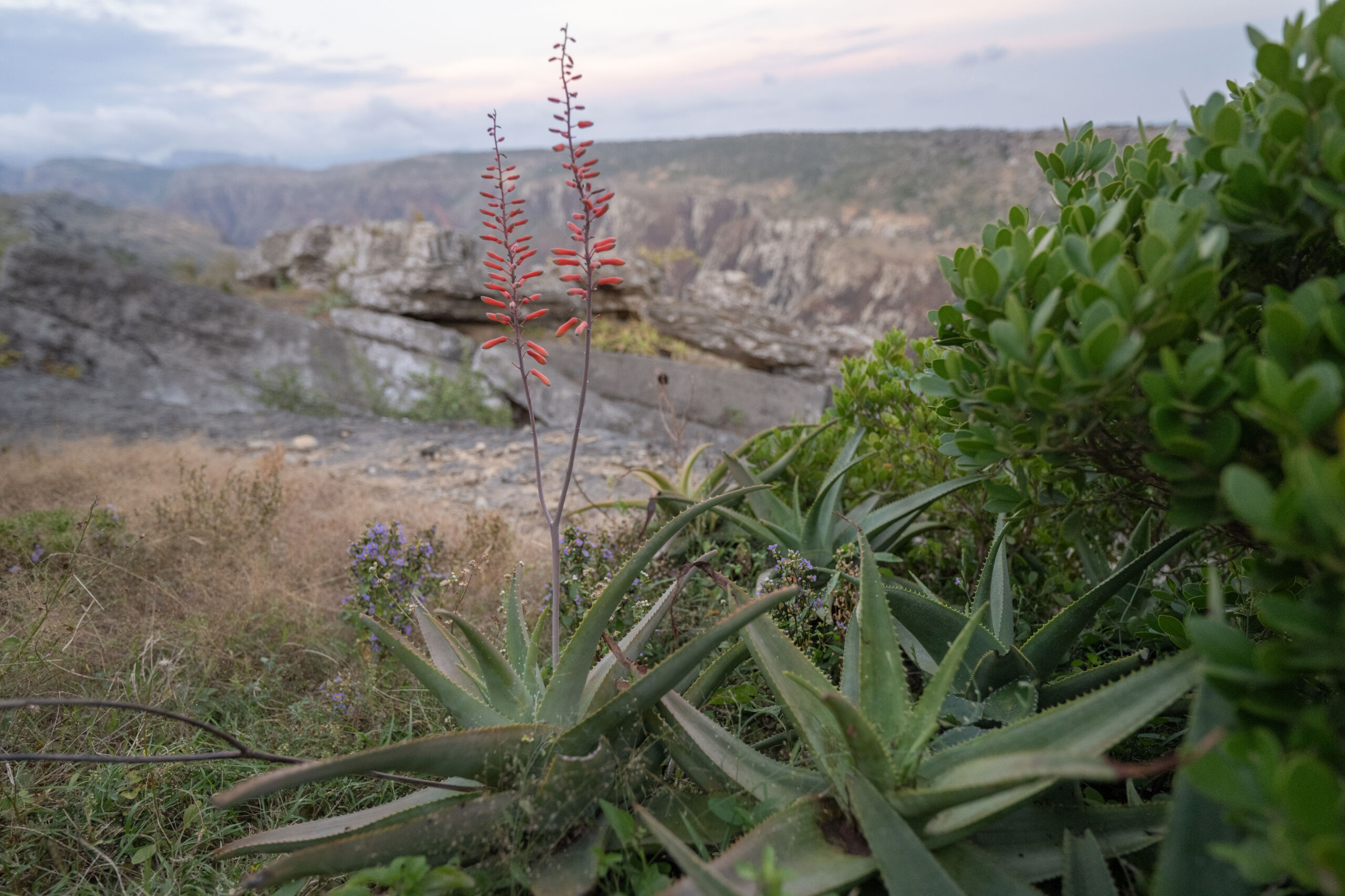 Perry's Aloe (Aloe perryi)