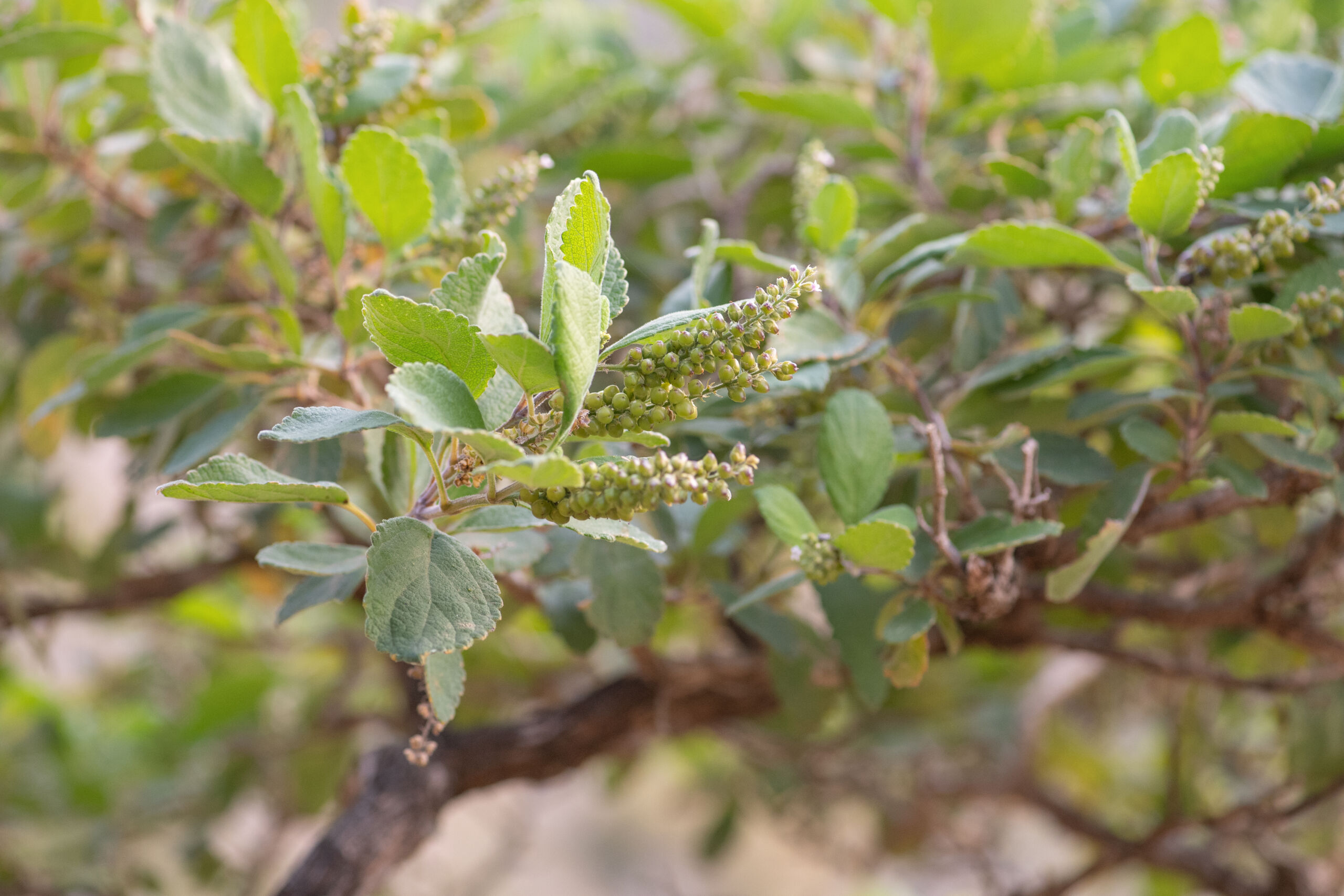 Coelocarpum haggierensis