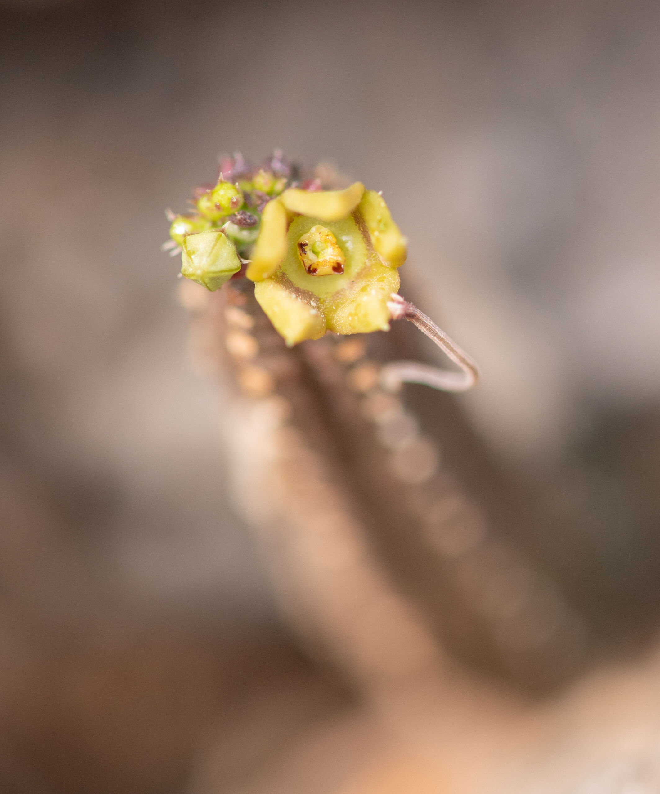 Echidnopsis socotrana