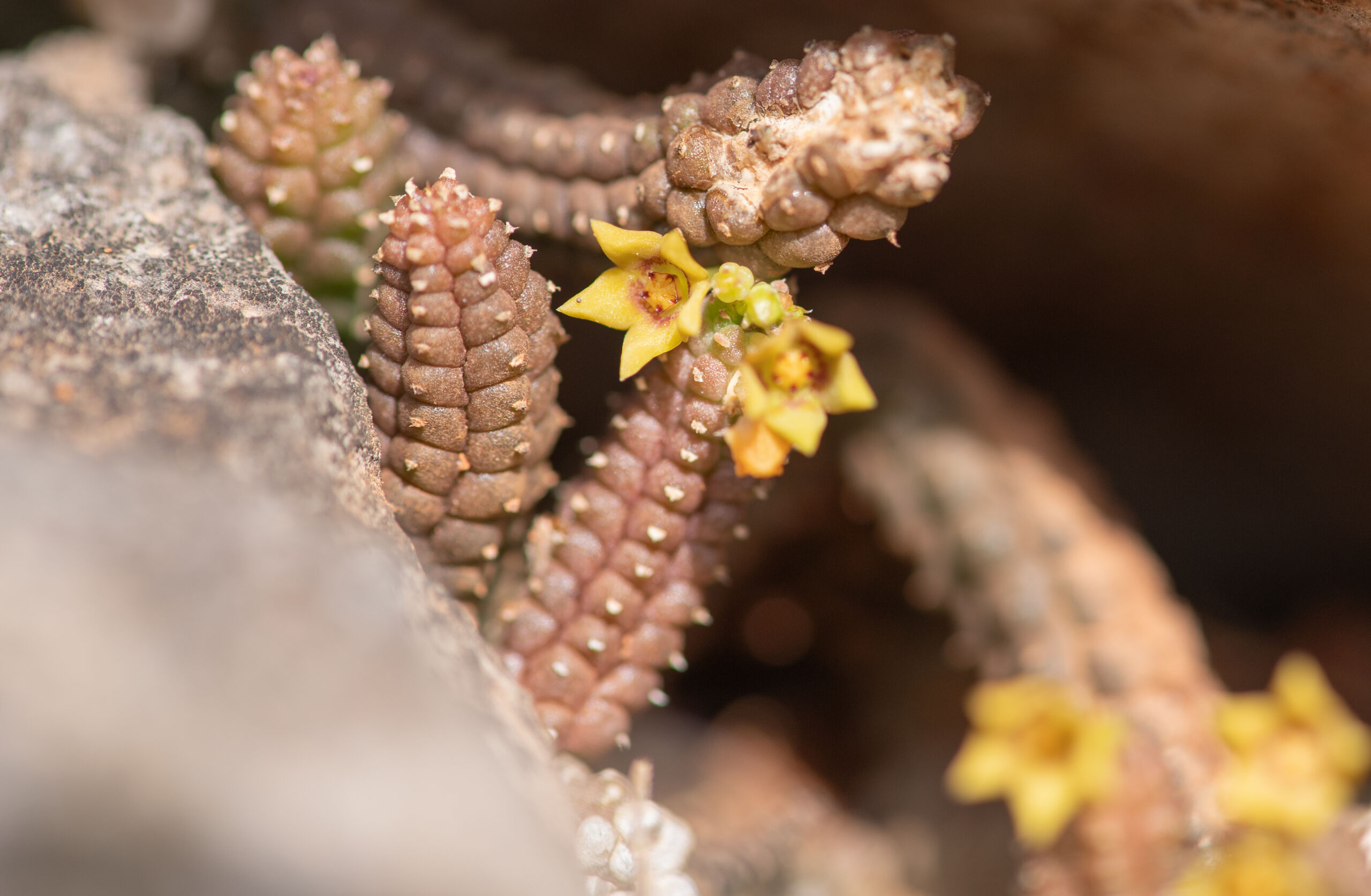 Echidnopsis socotrana