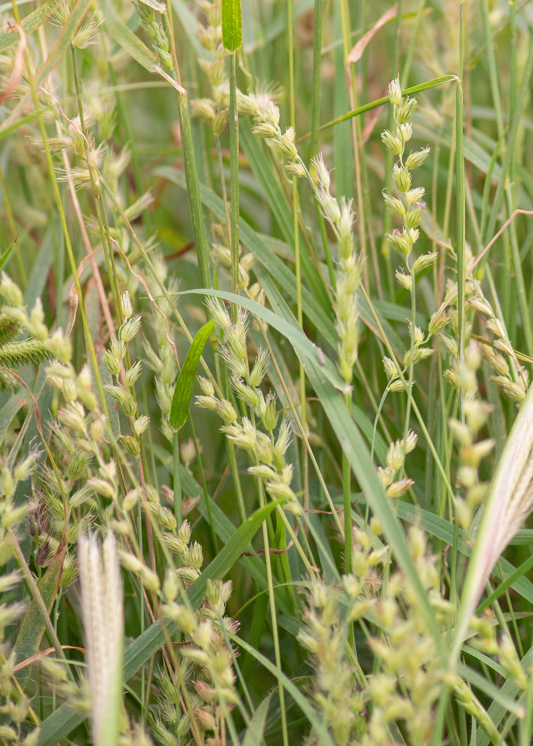 Socotra plant (Poaceae)