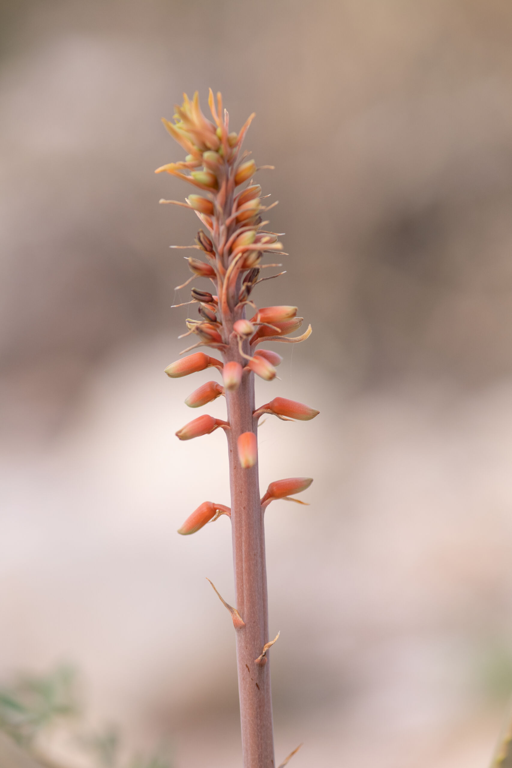 Perry's Aloe (Aloe perryi)