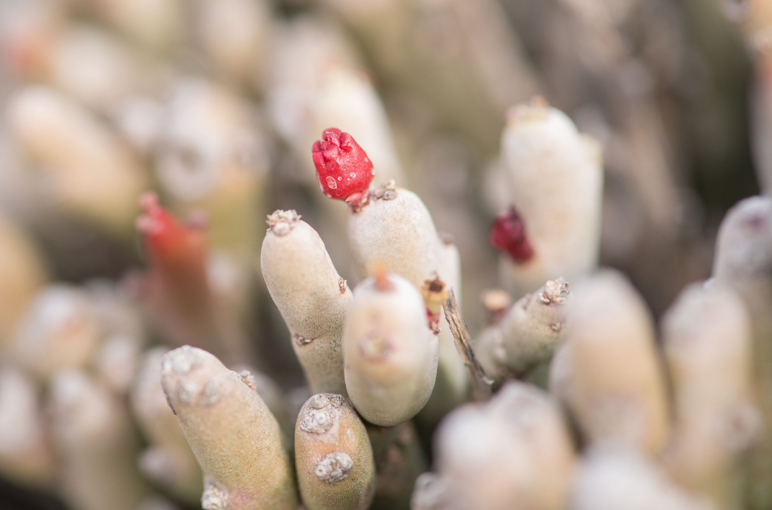 Euphorbia mtolohensis