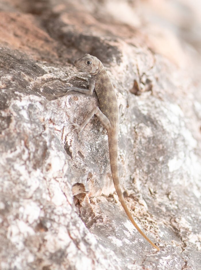 Blanford's Rock…</p><hr class=