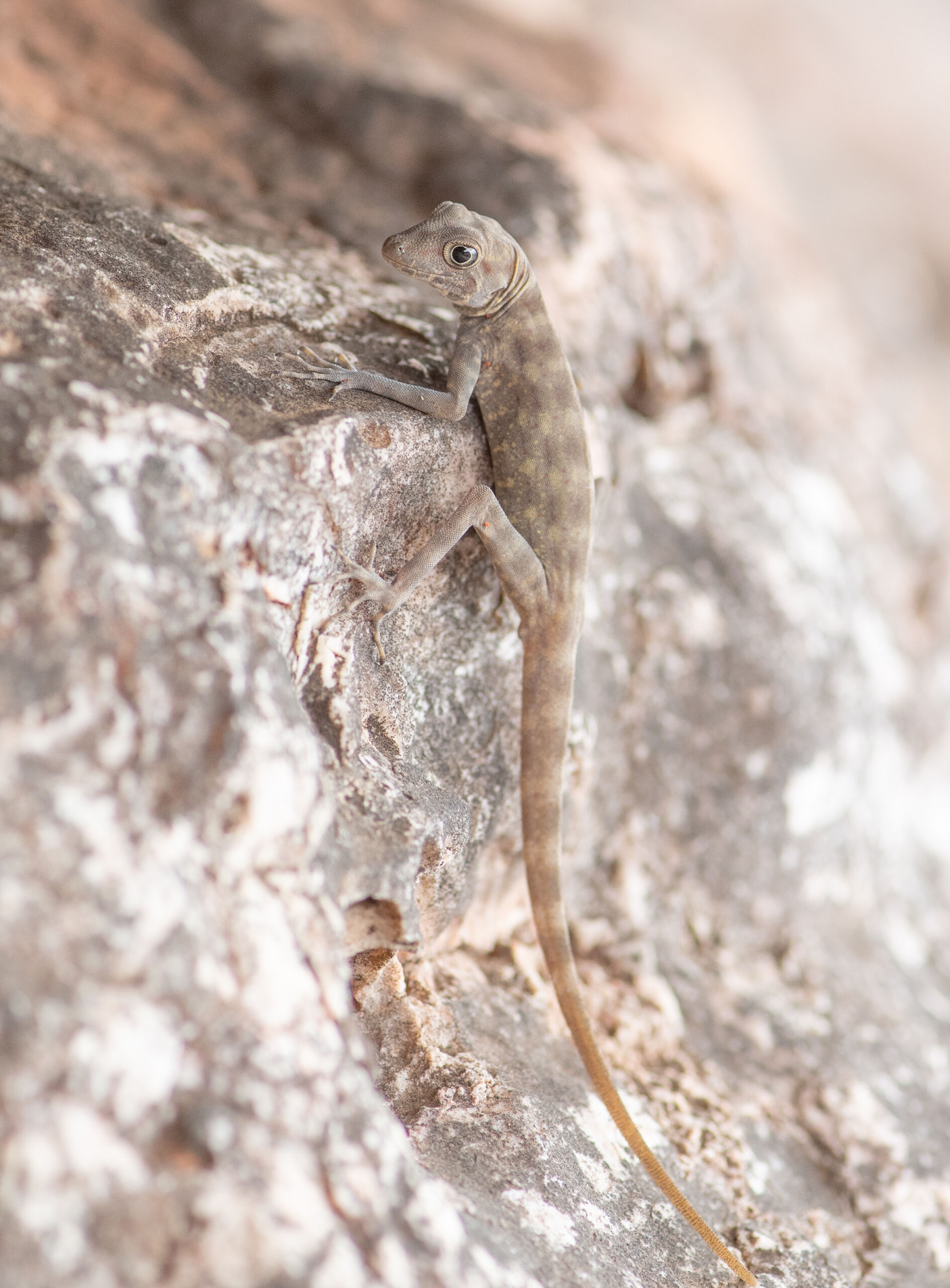 Blanford's Rock (Gecko Pristurus insignis)