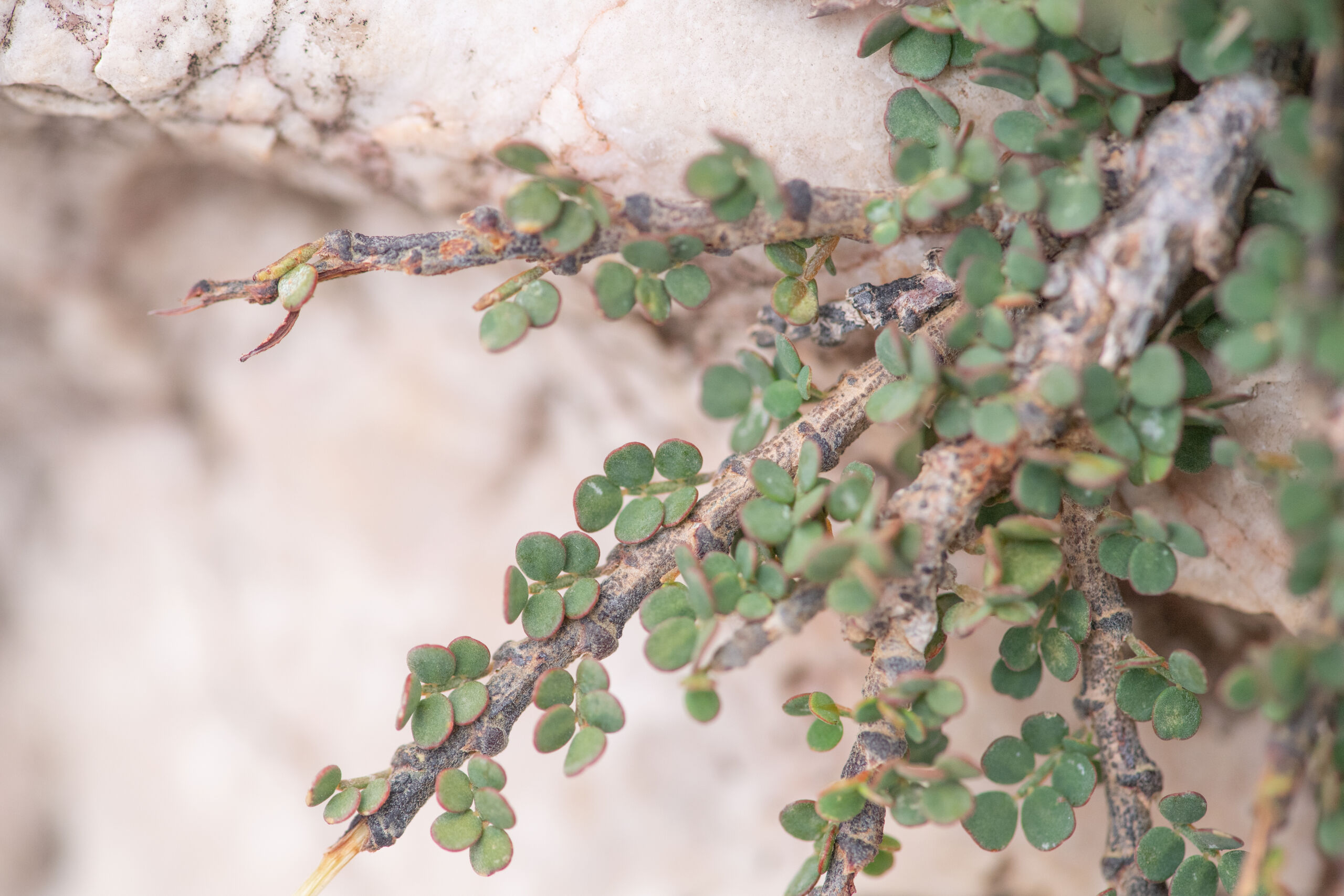 Zygocarpum caeruleum