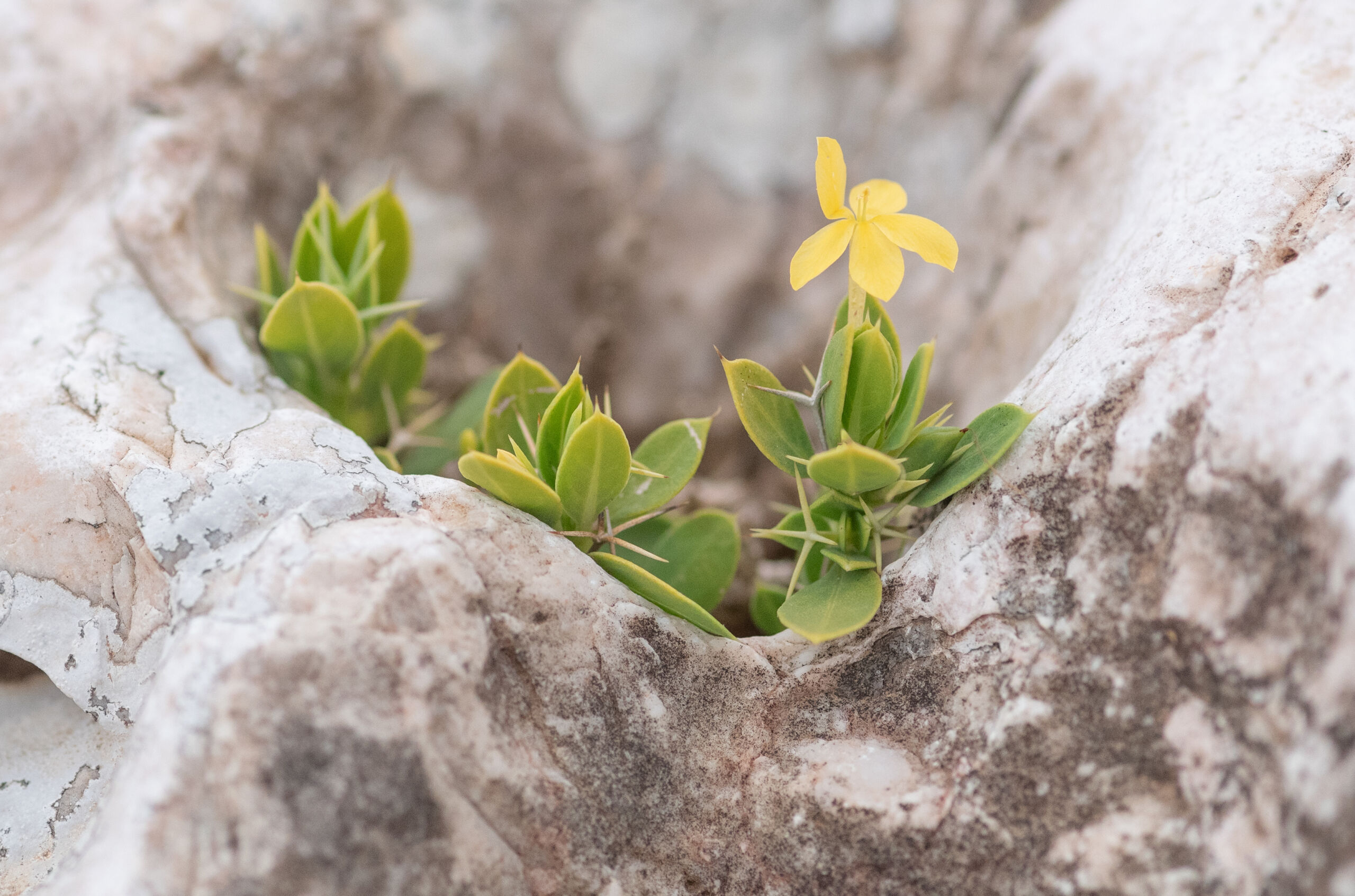Barleria tetracantha