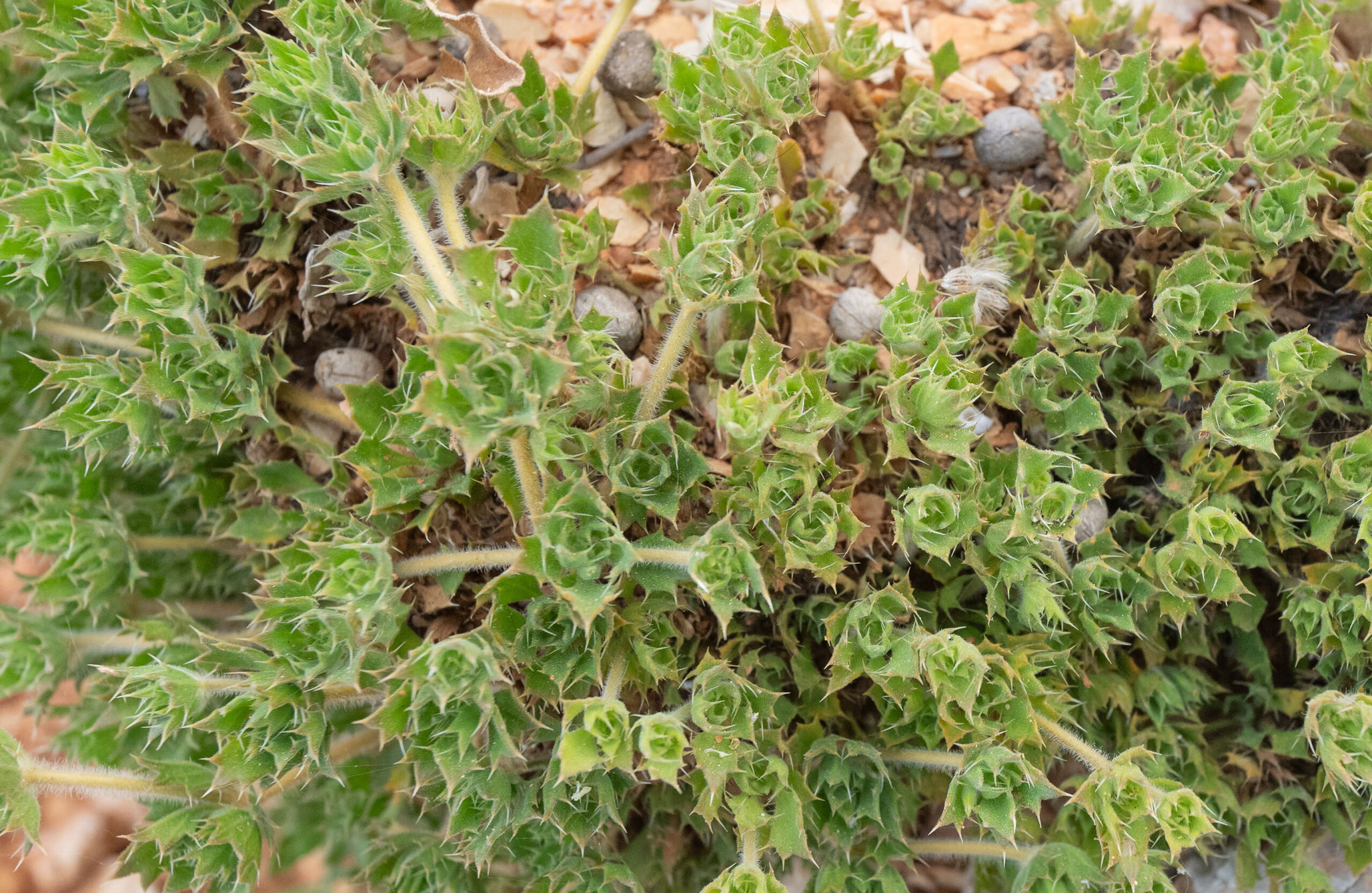 Leucas flagellifera