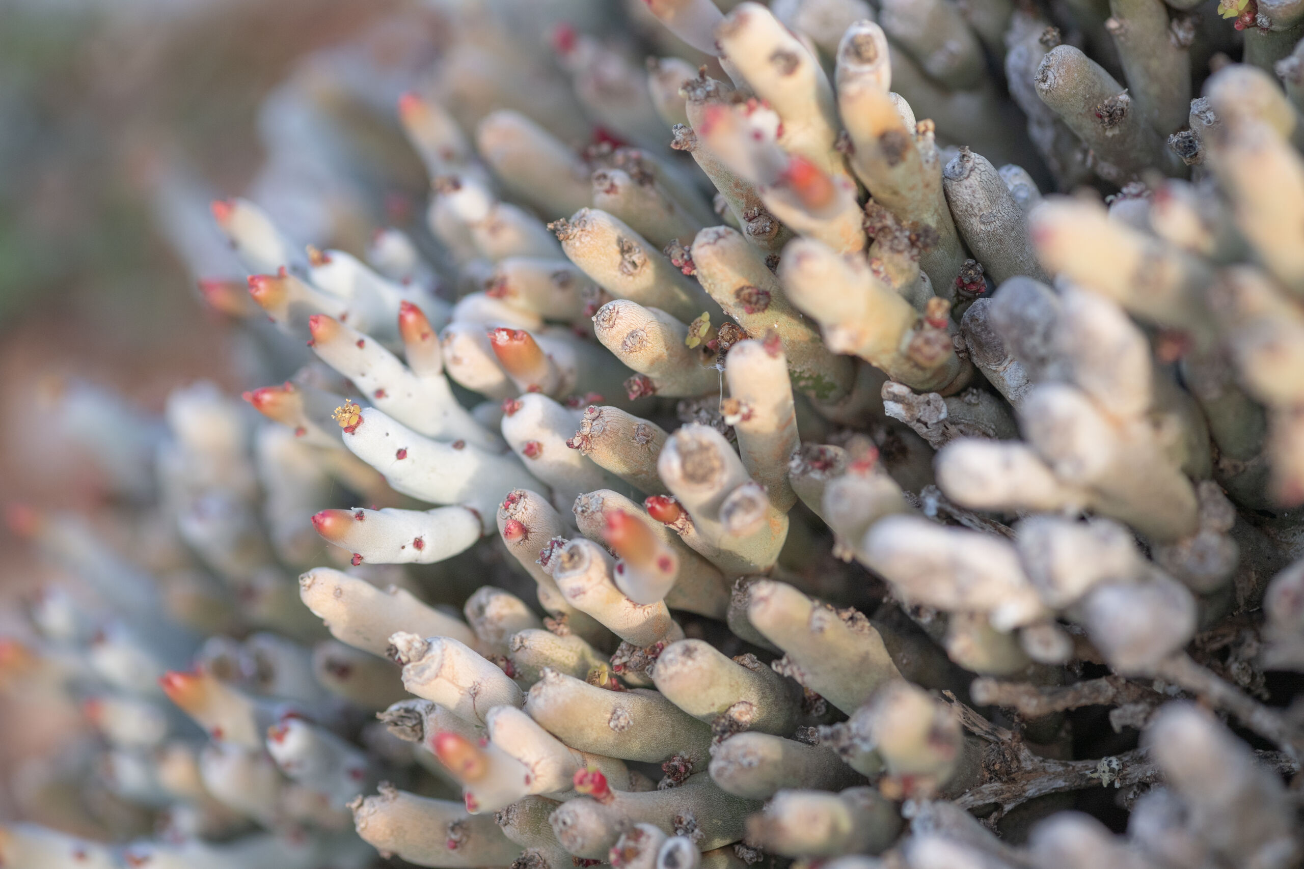 Euphorbia mtolohensis