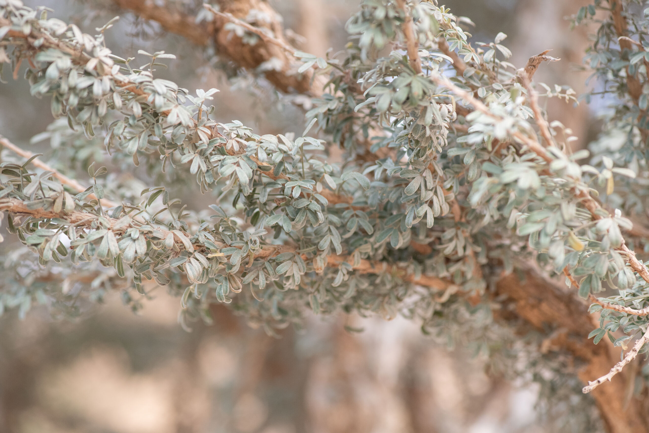 Chapmannia sericea