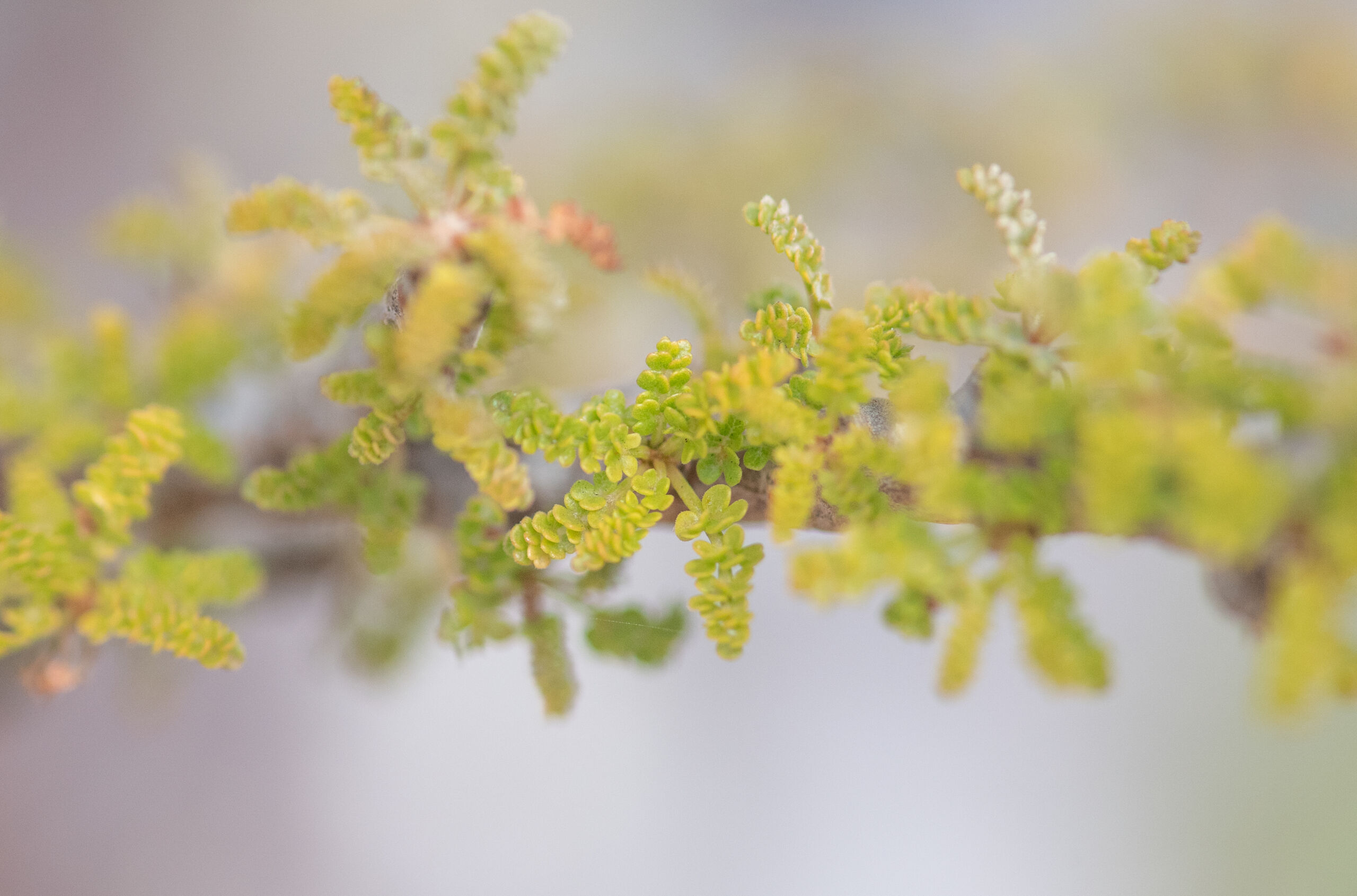 Commiphora planifrons