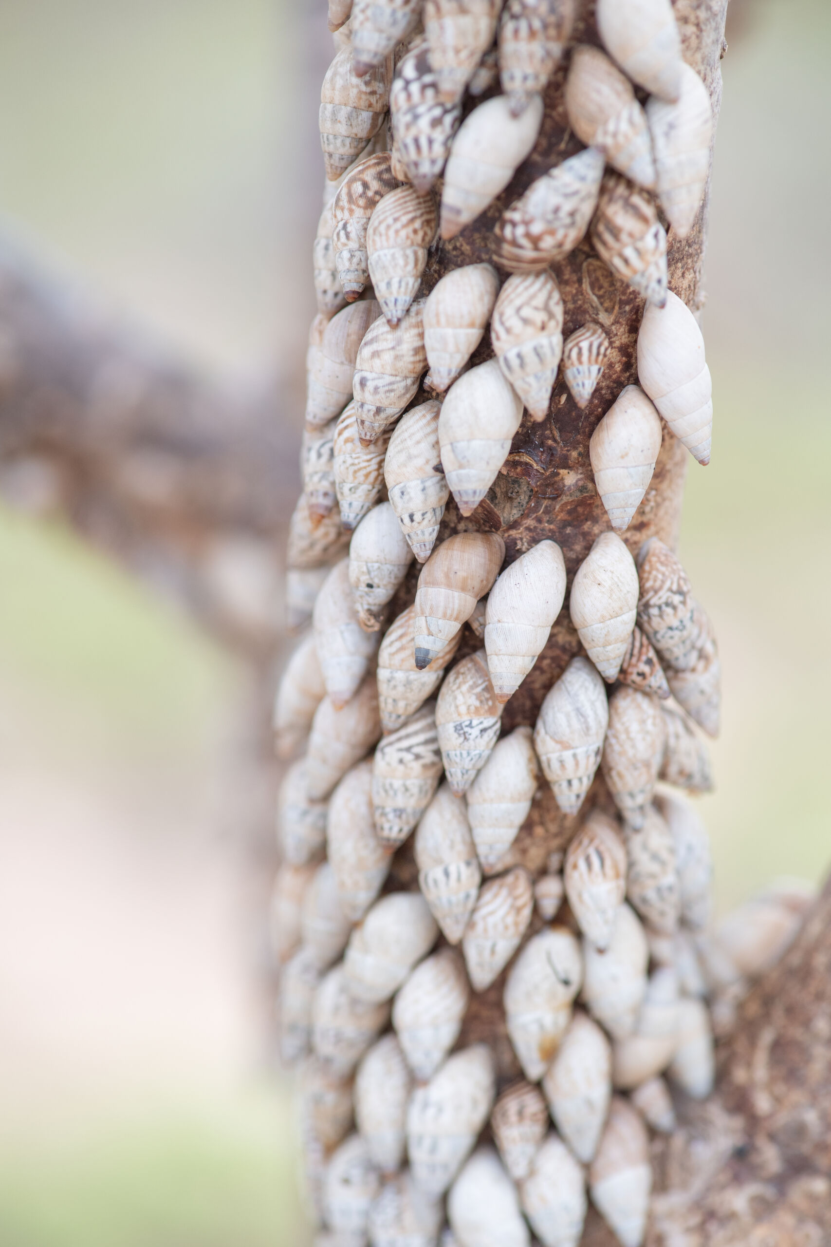 Bark snails (Achatinelloides)
