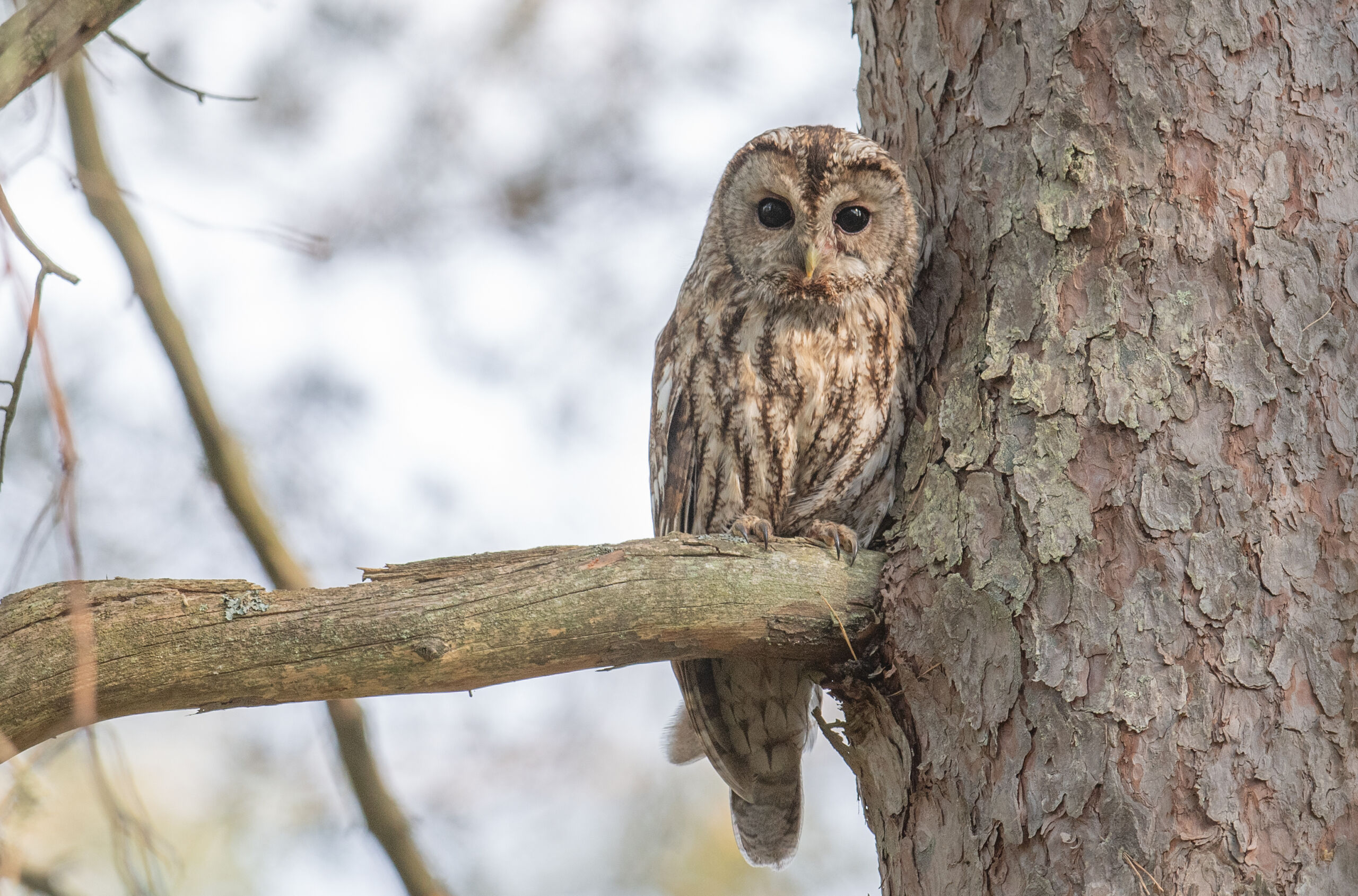 Kattugle (Strix aluco)