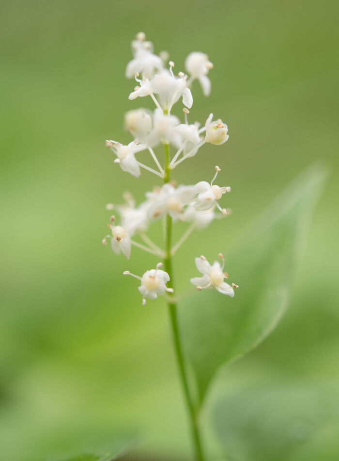Maiblom (Maianthemum bifolium)
